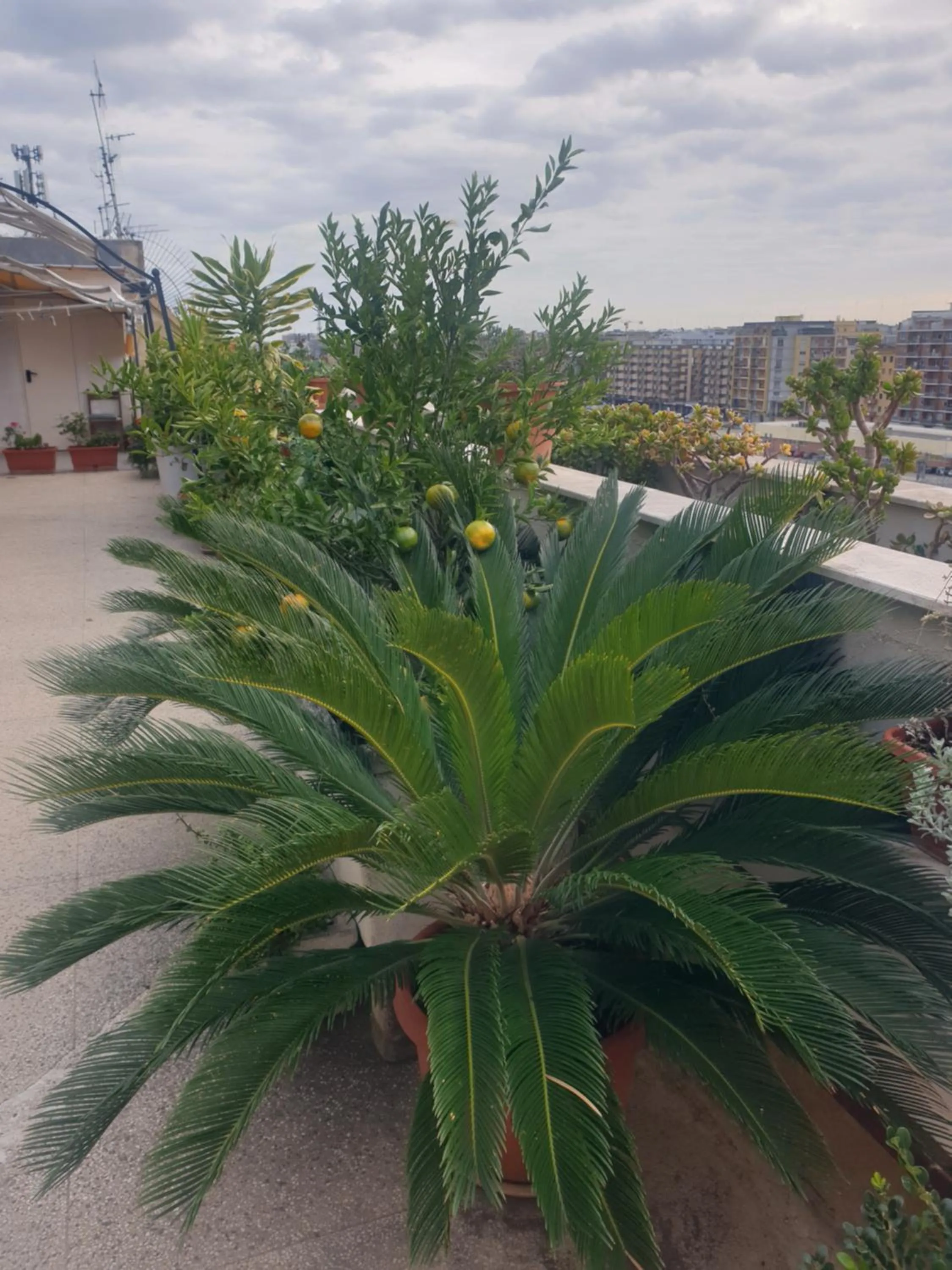 B&B GANAJ La terrazza di Ganaj BARI