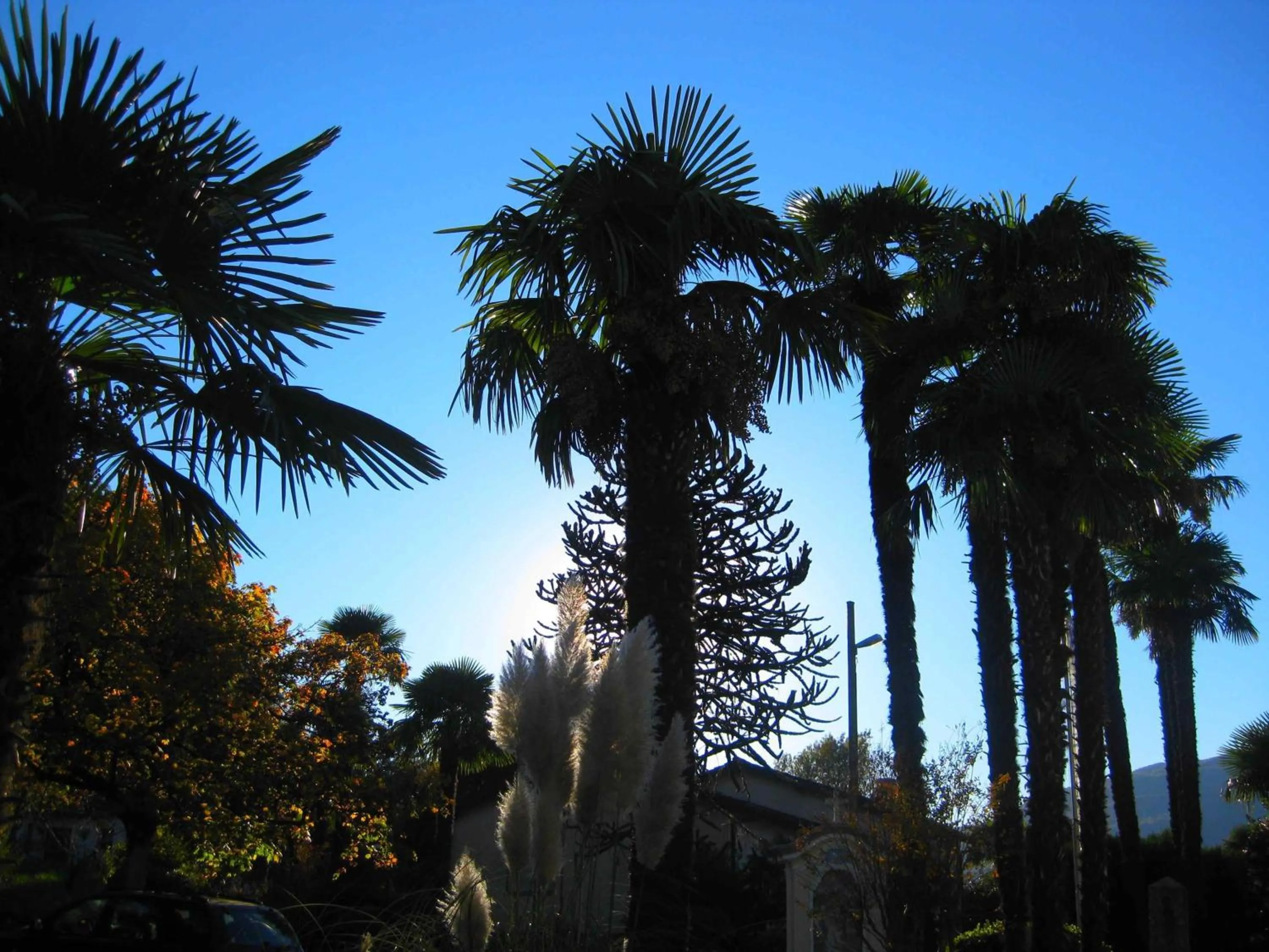 Garden in Villa Garni Gardenia