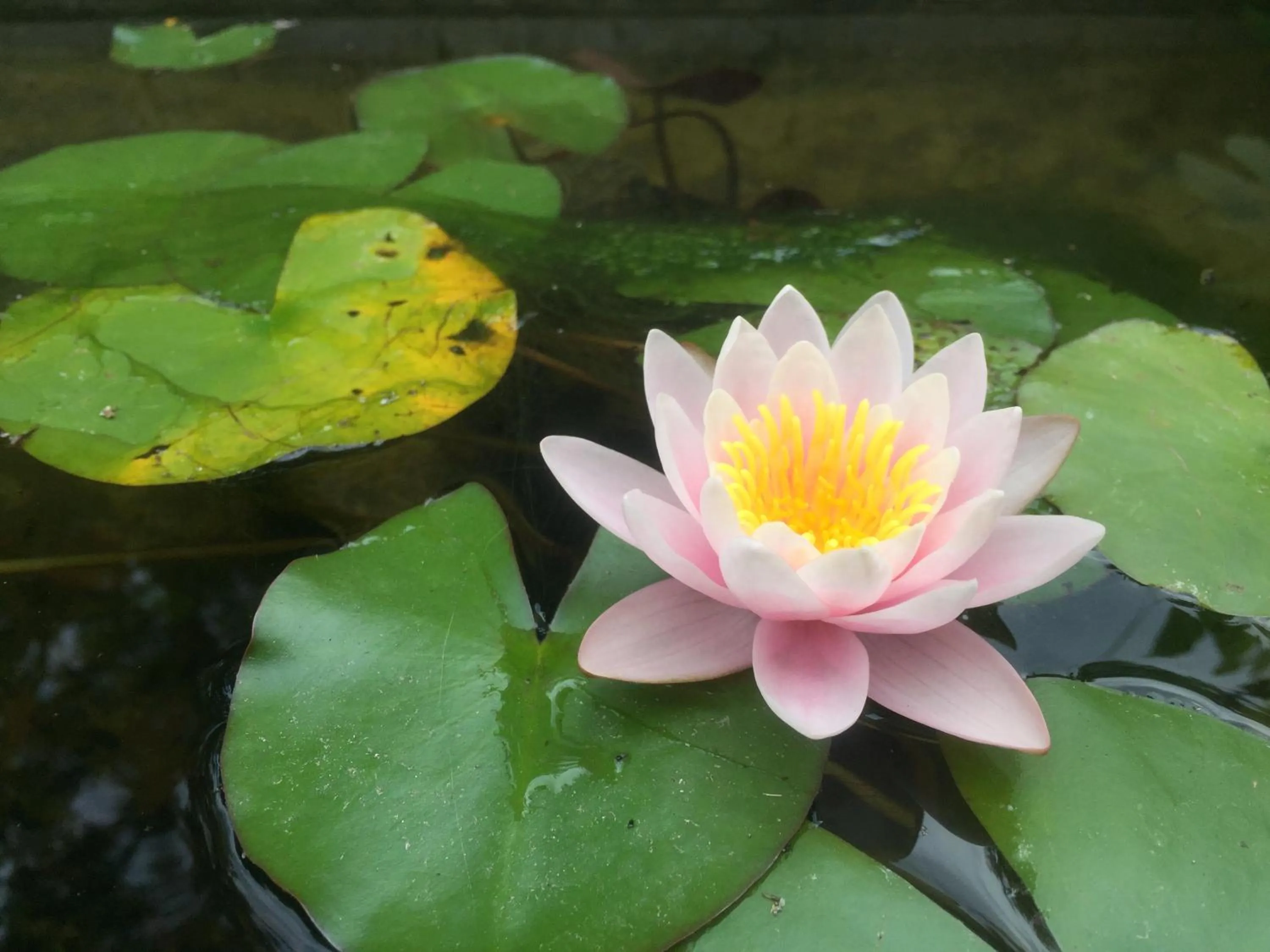 Garden in Arthaus Beirut