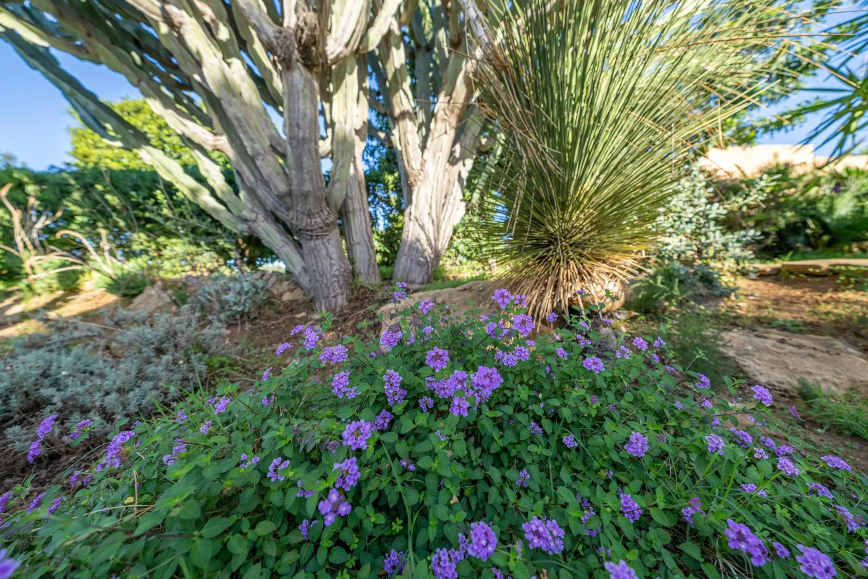 Garden in Villa Carlotta Resort