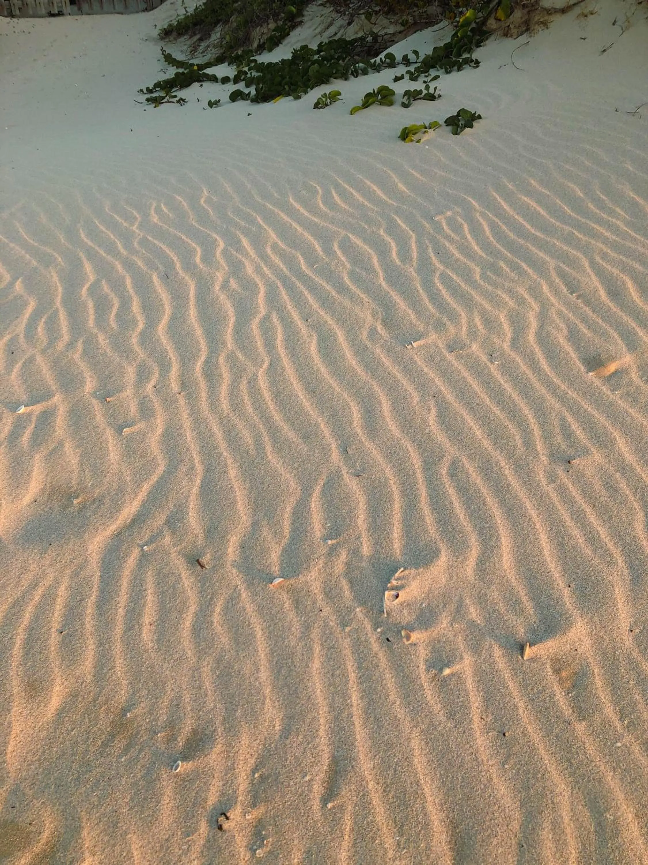 Beach in Club de Patos