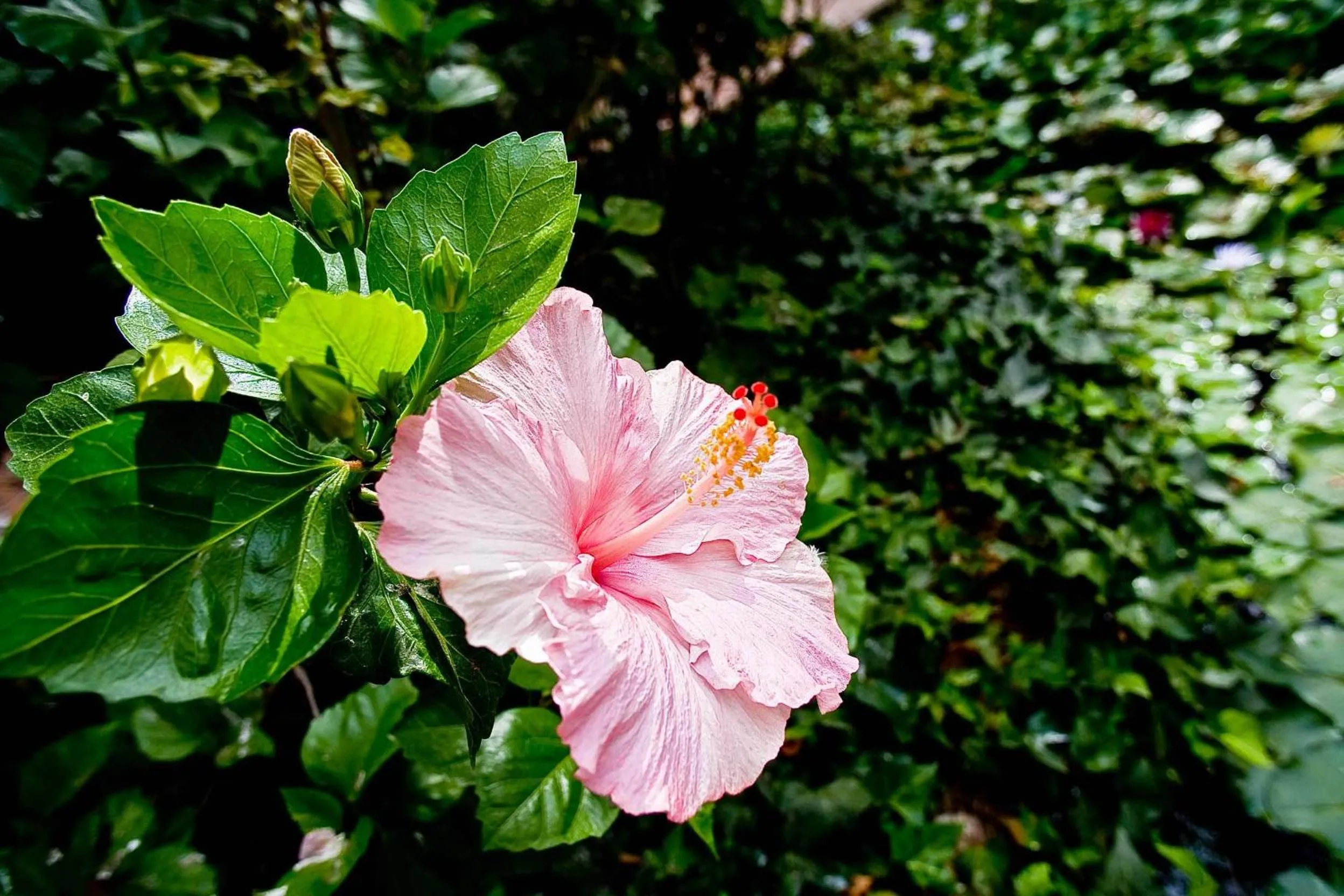 Decorative detail in Riad Dar El Malaika