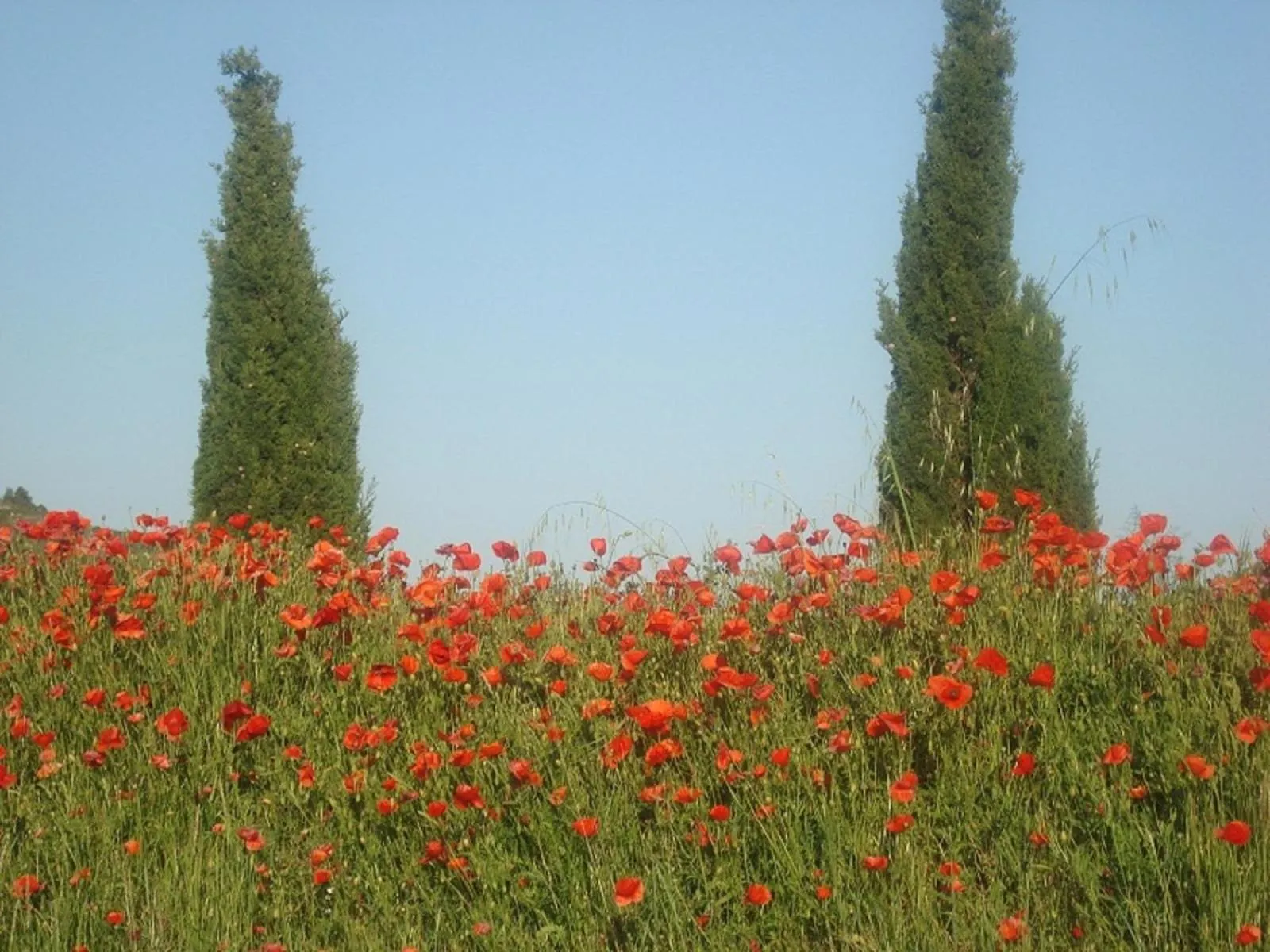 View (from property/room) in Domaine de Campras B&B