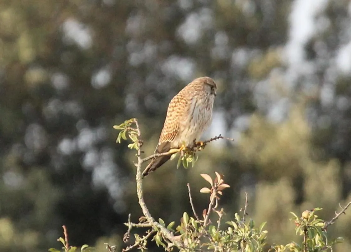 Natural landscape in Domaine de Campras B&B