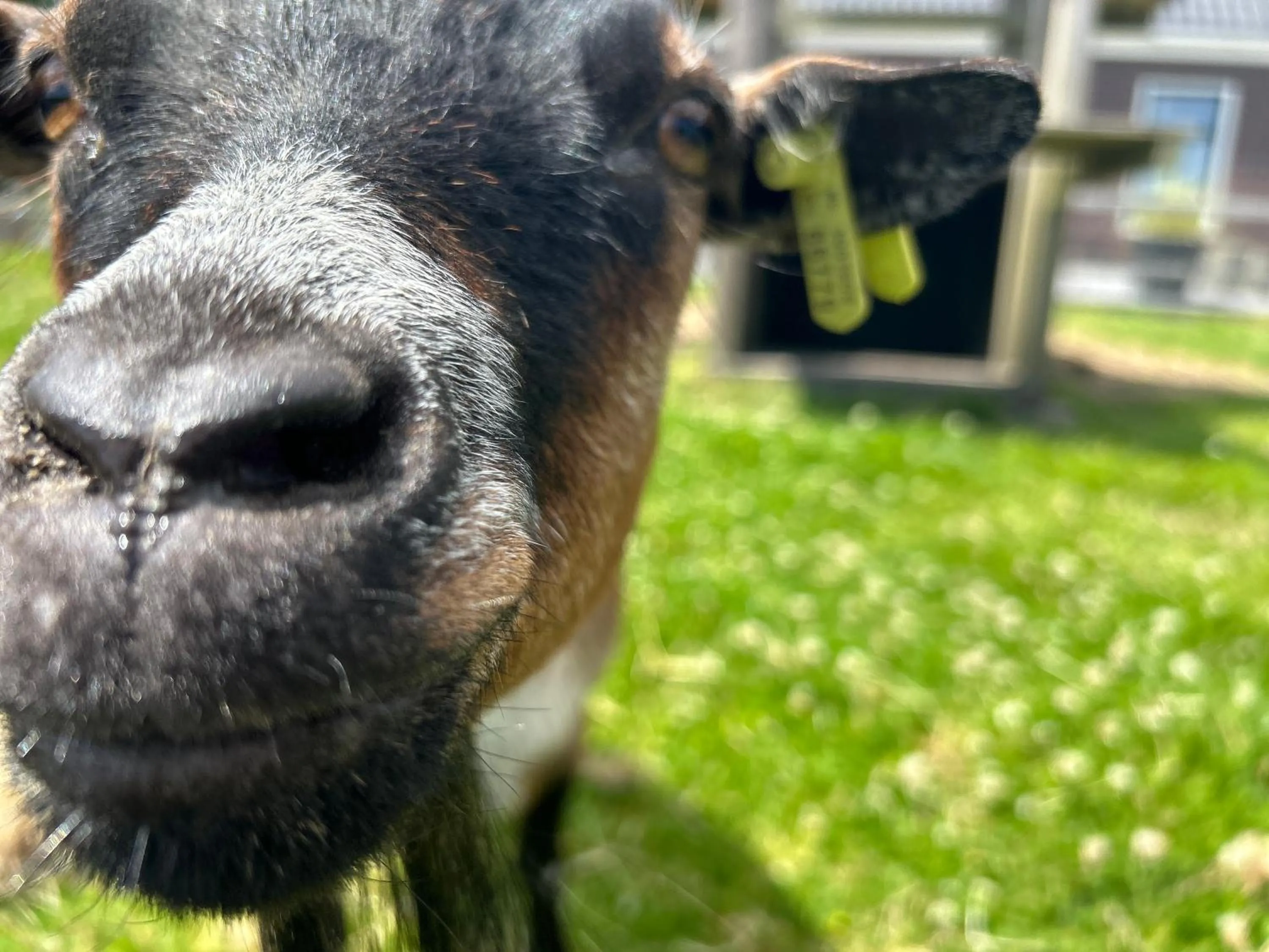 Animals in B&B Zunderdorp