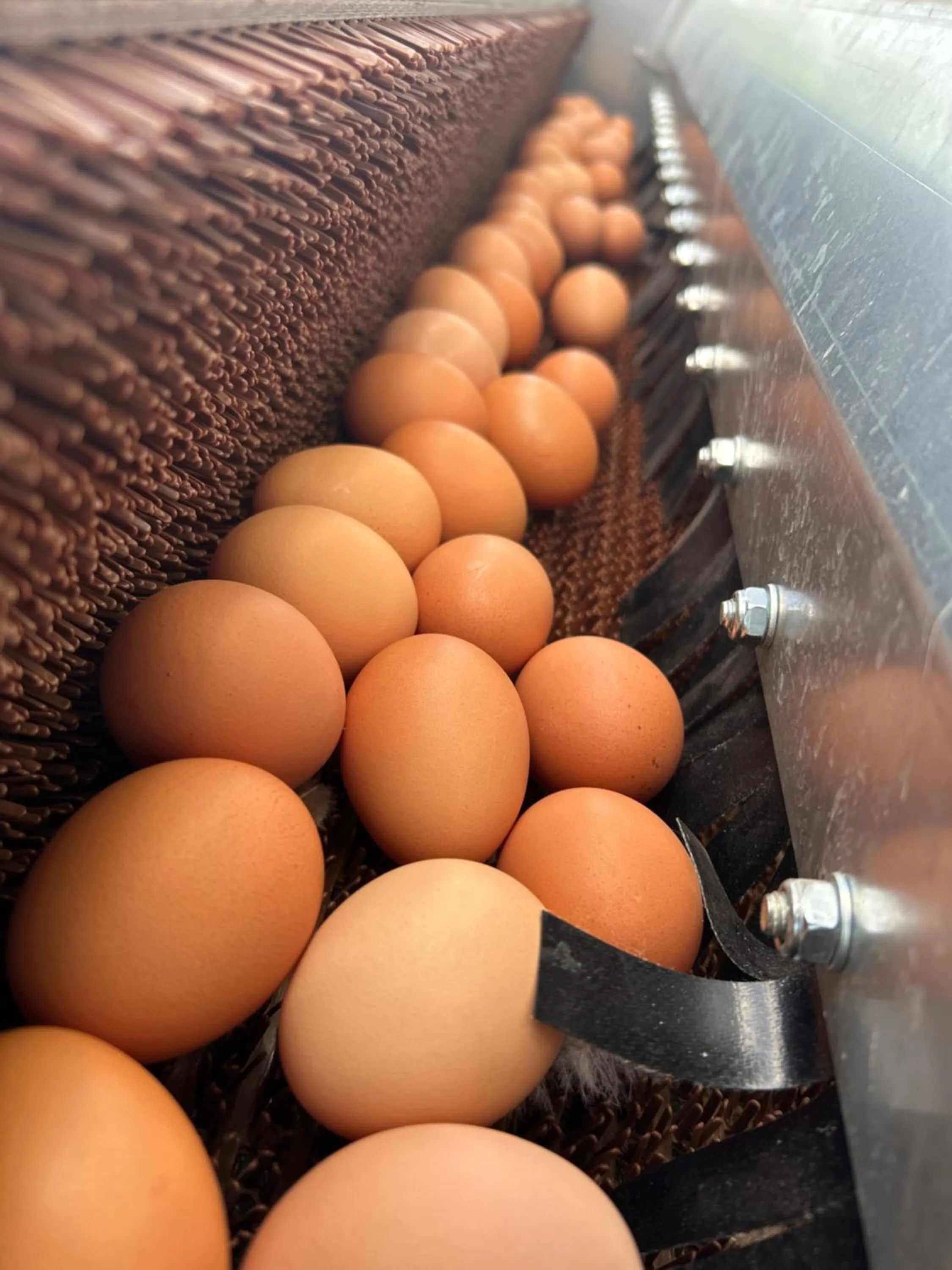 Breakfast in B&B Zunderdorp