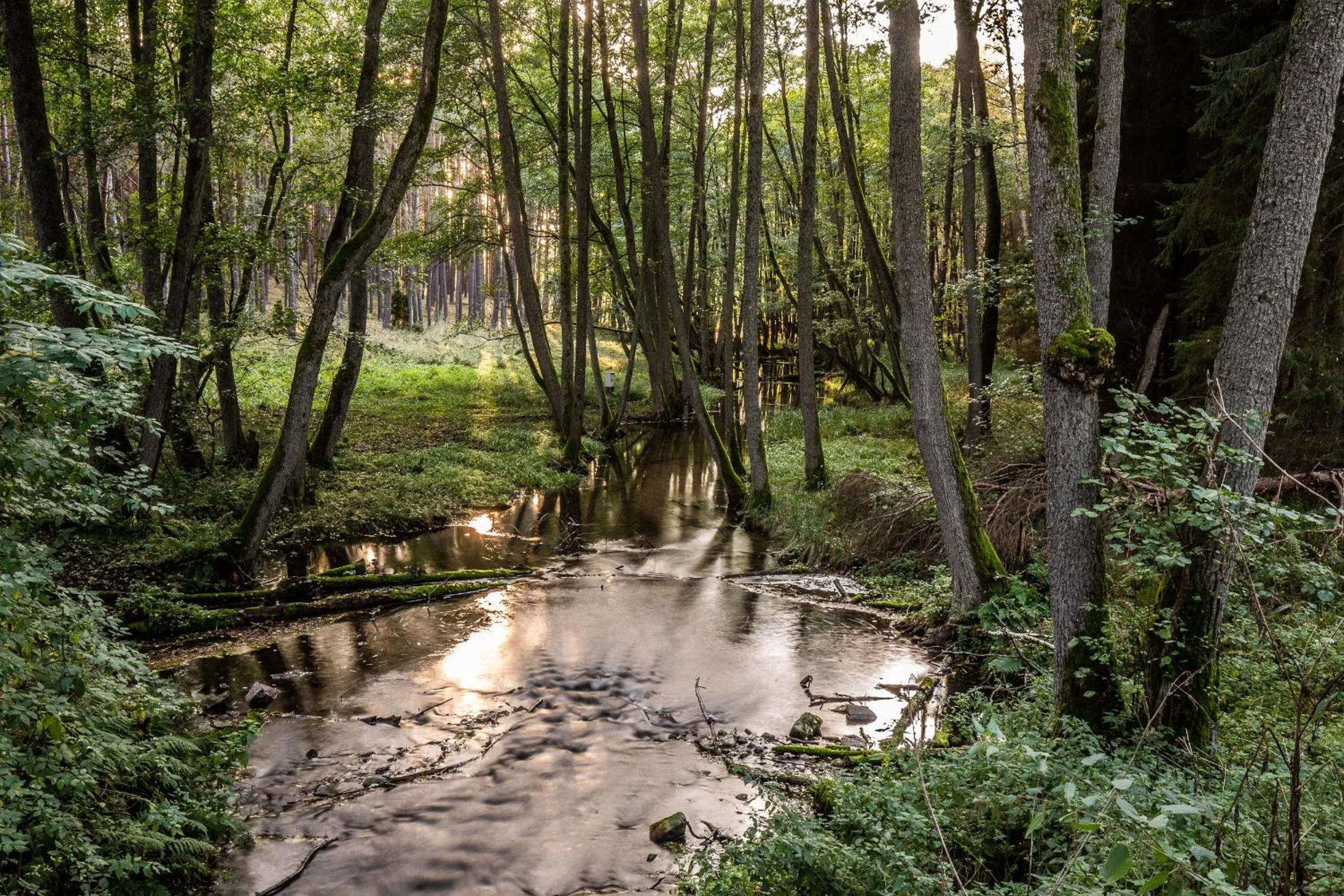 Natural landscape in OTTON-Charzykowy Bed&Restaurant