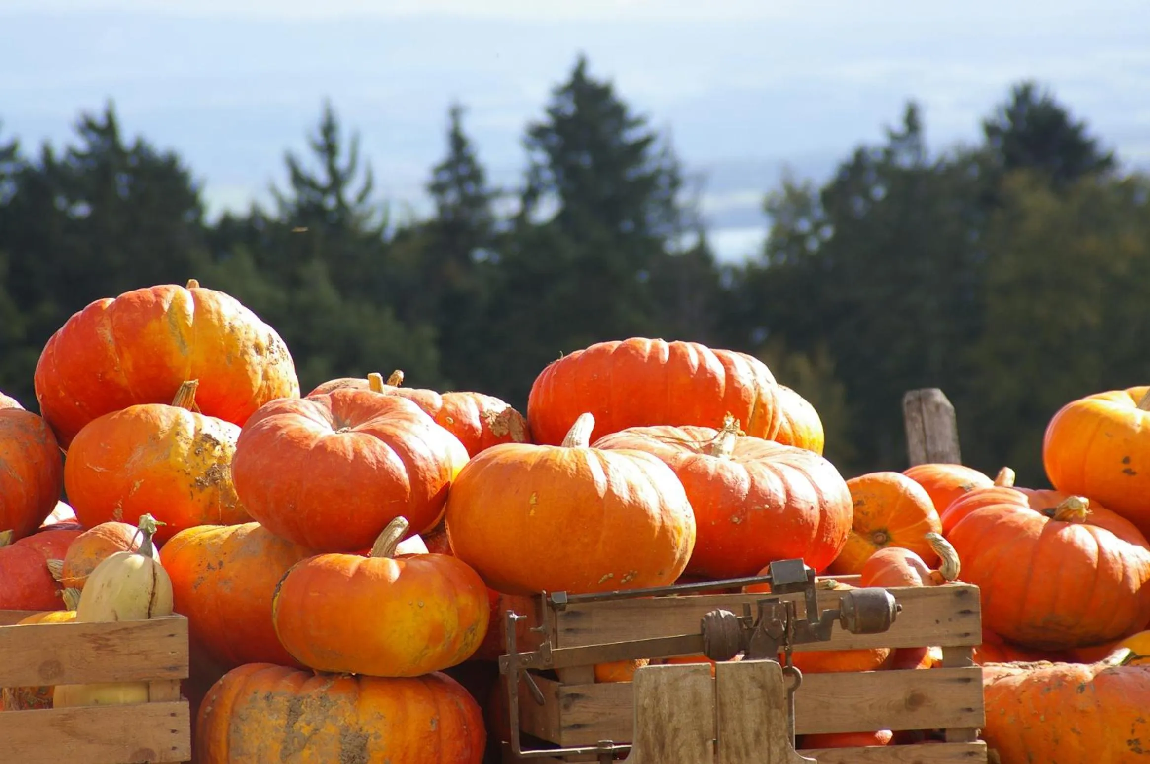 Other in EcoHotel L’Aubier