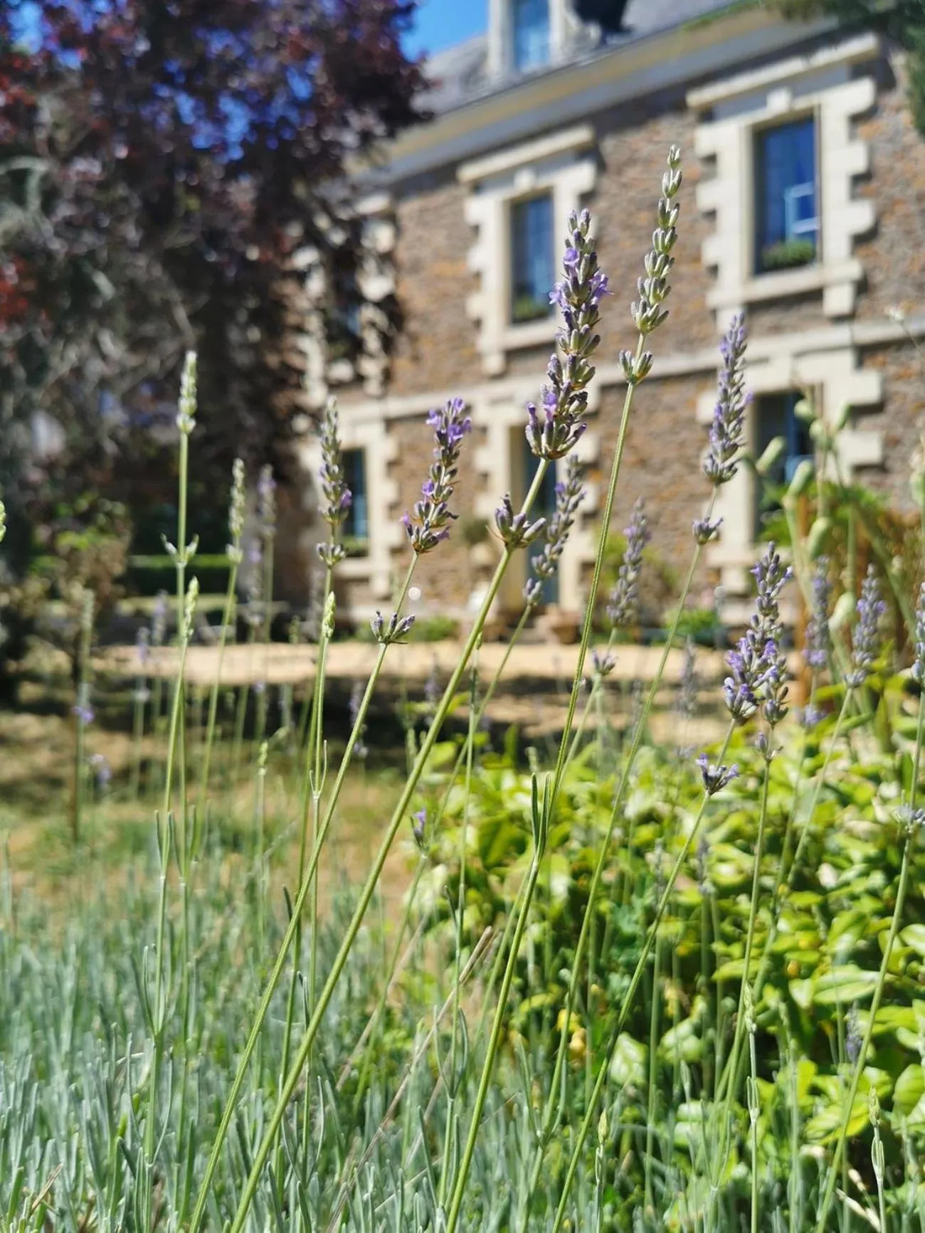 Garden in Quatre Chats sous un Pin