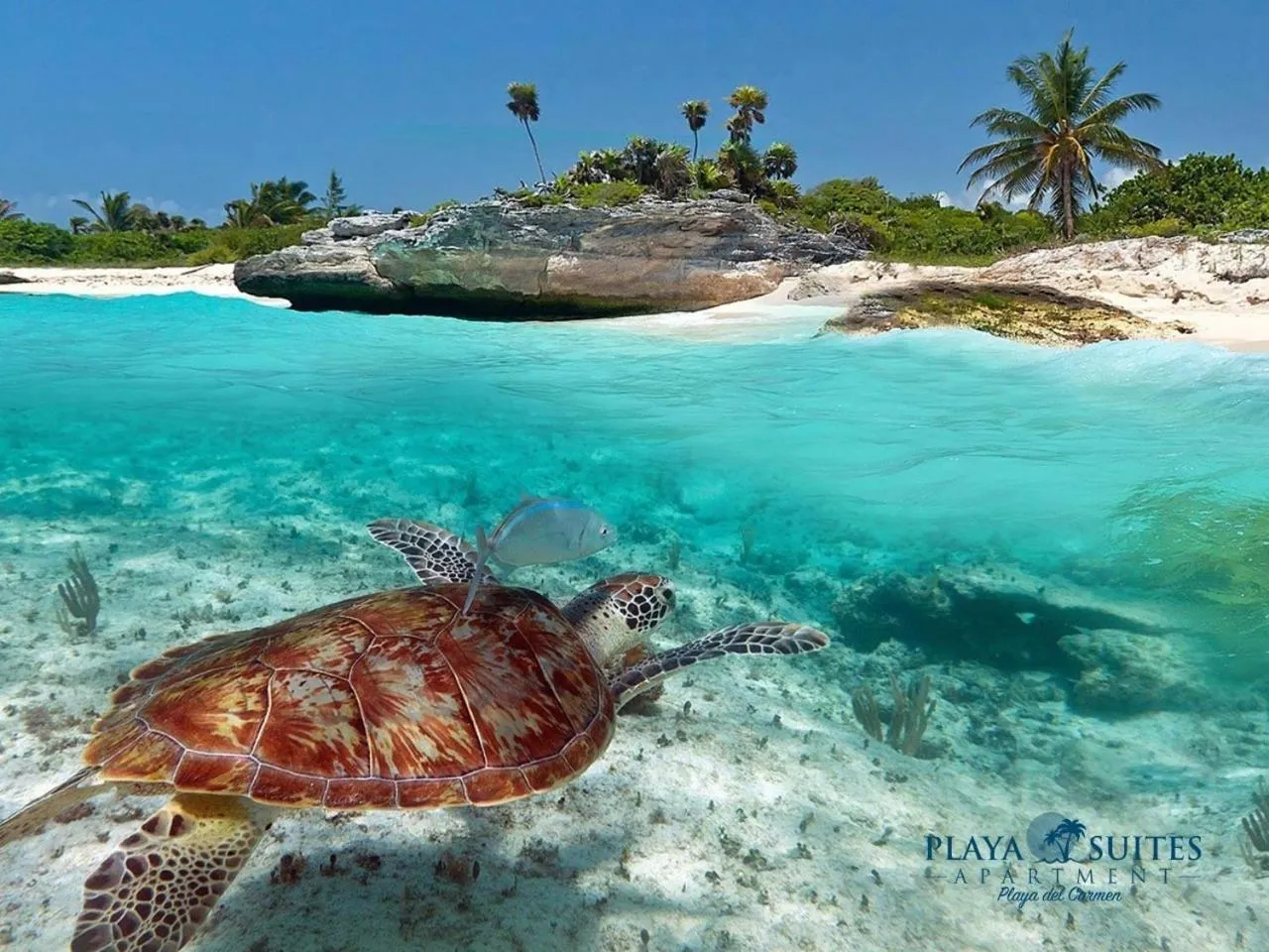 Beach in PLAYA SUITES apartment