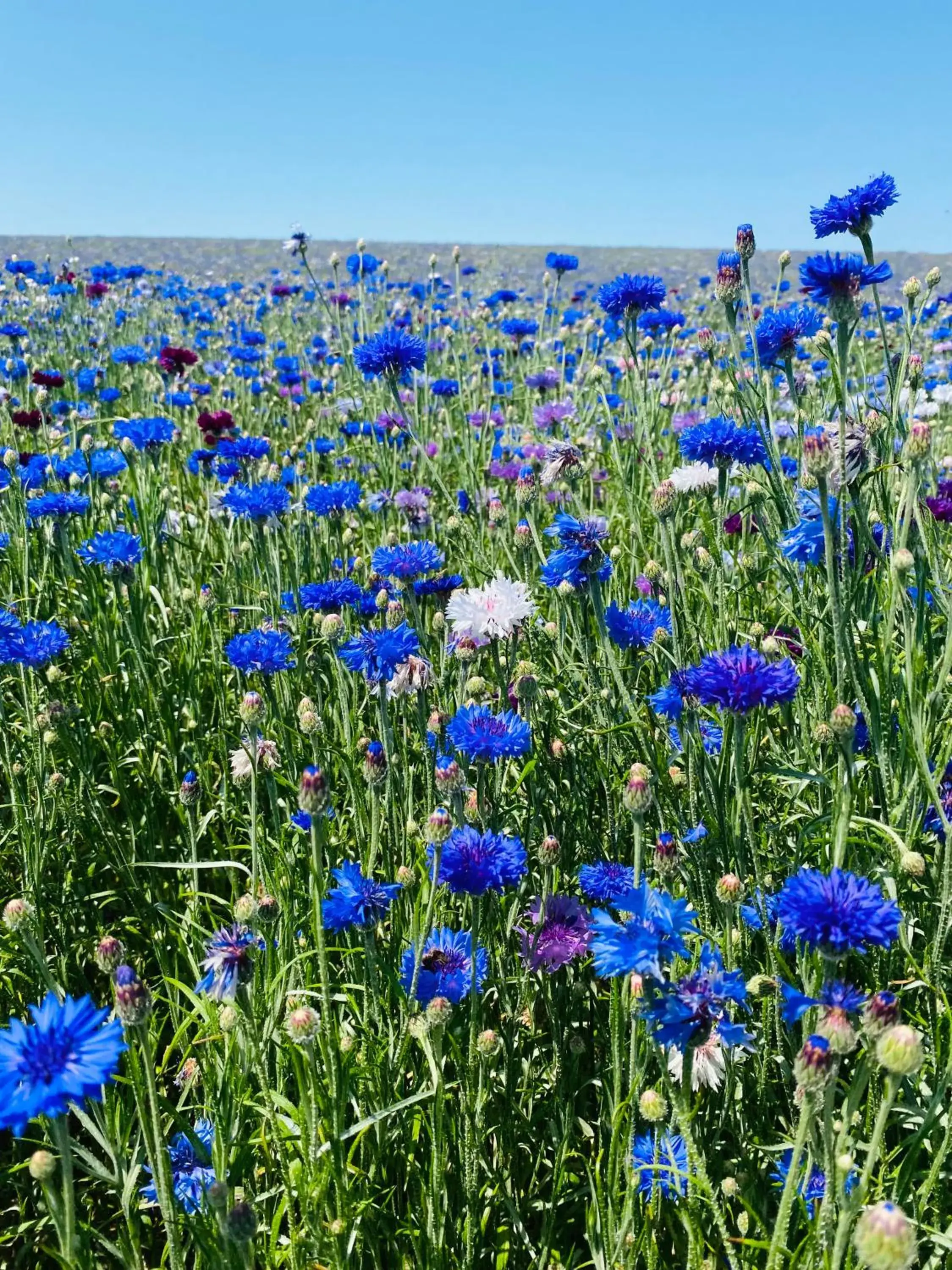 Holiday Home in L'écrin de verdure GITE VERVEINE Holiday Home in L'écrin de verdure GITE VERVEINE
