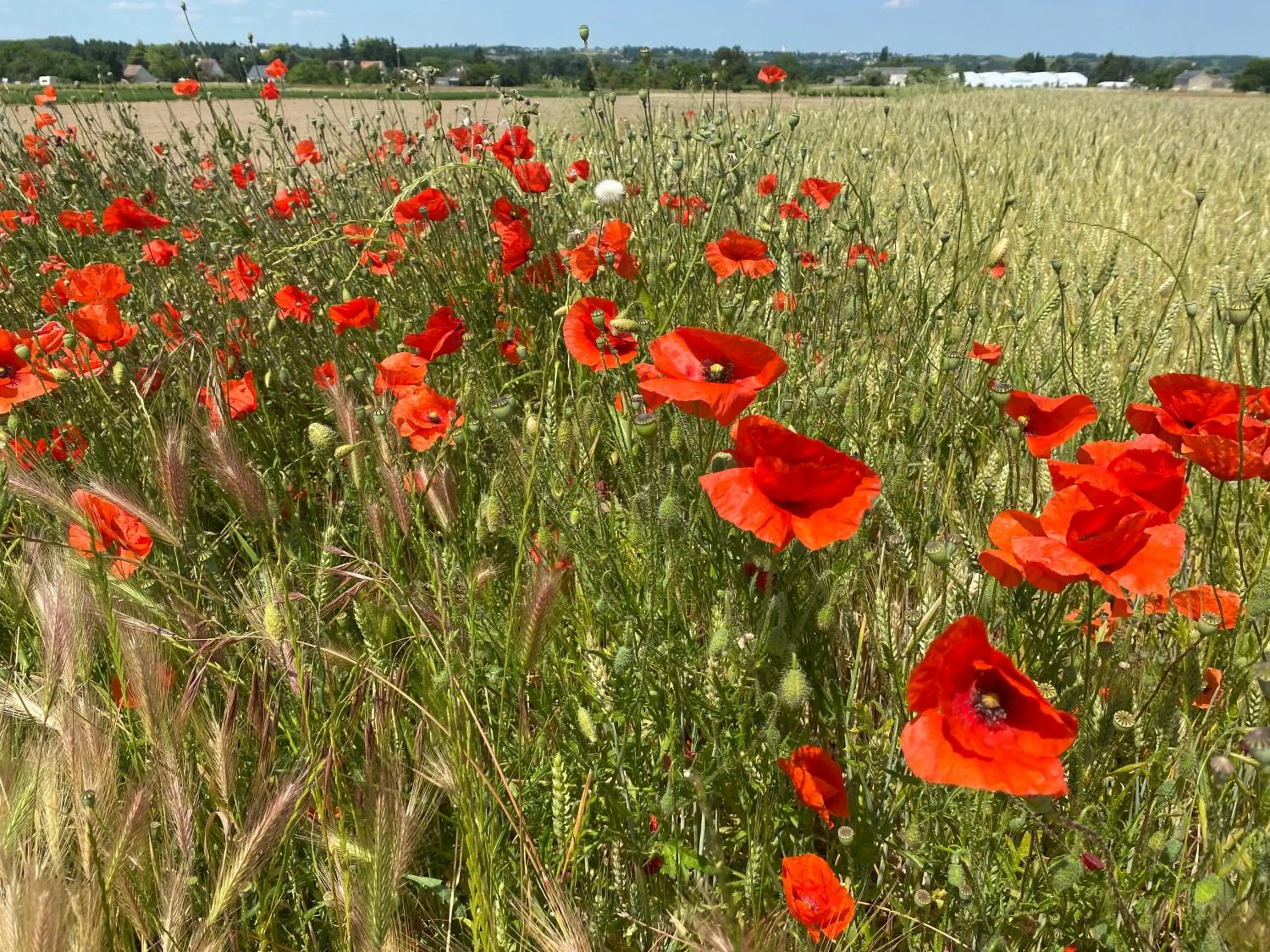 L'écrin de verdure GITE VERVEINE