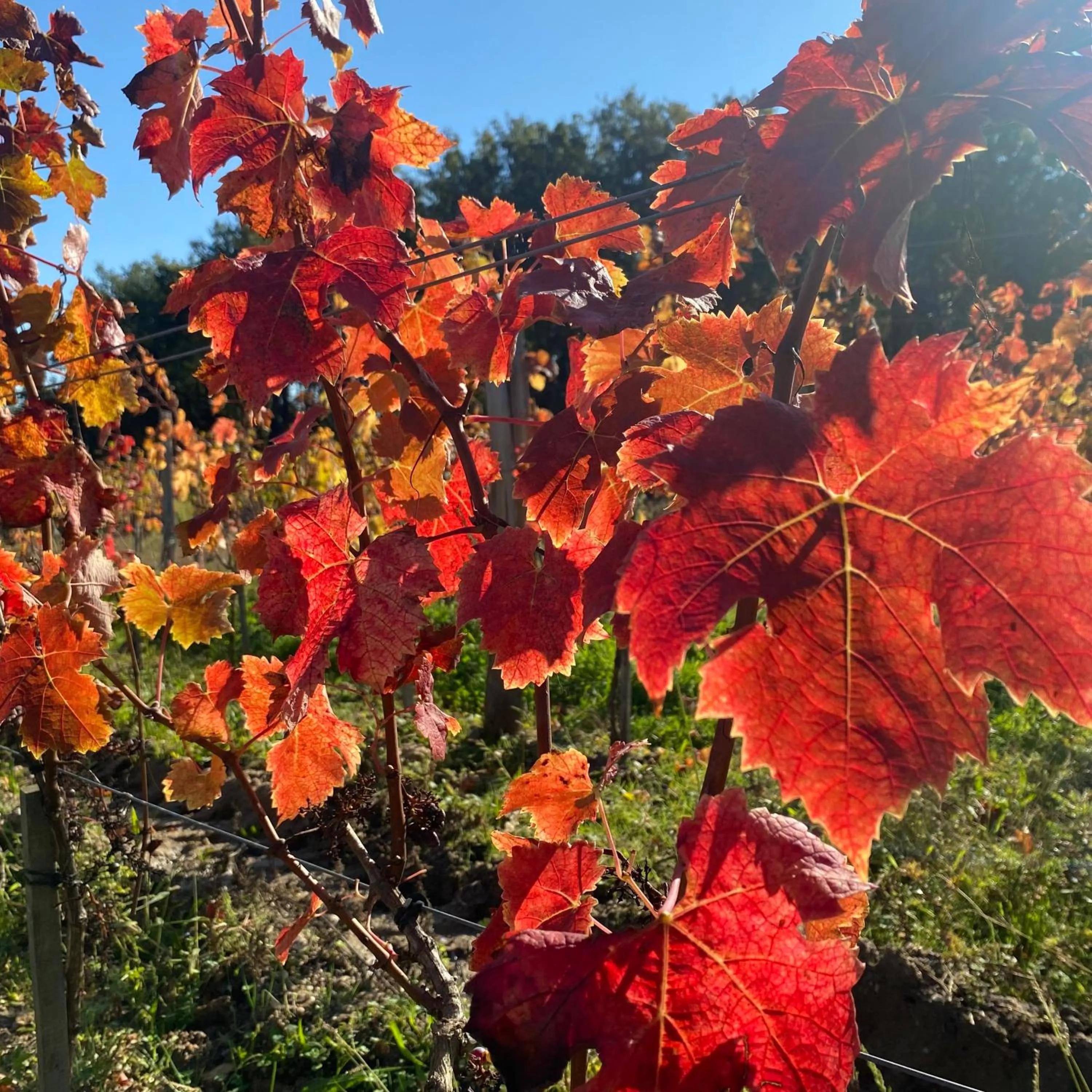 L'écrin de verdure GITE VERVEINE