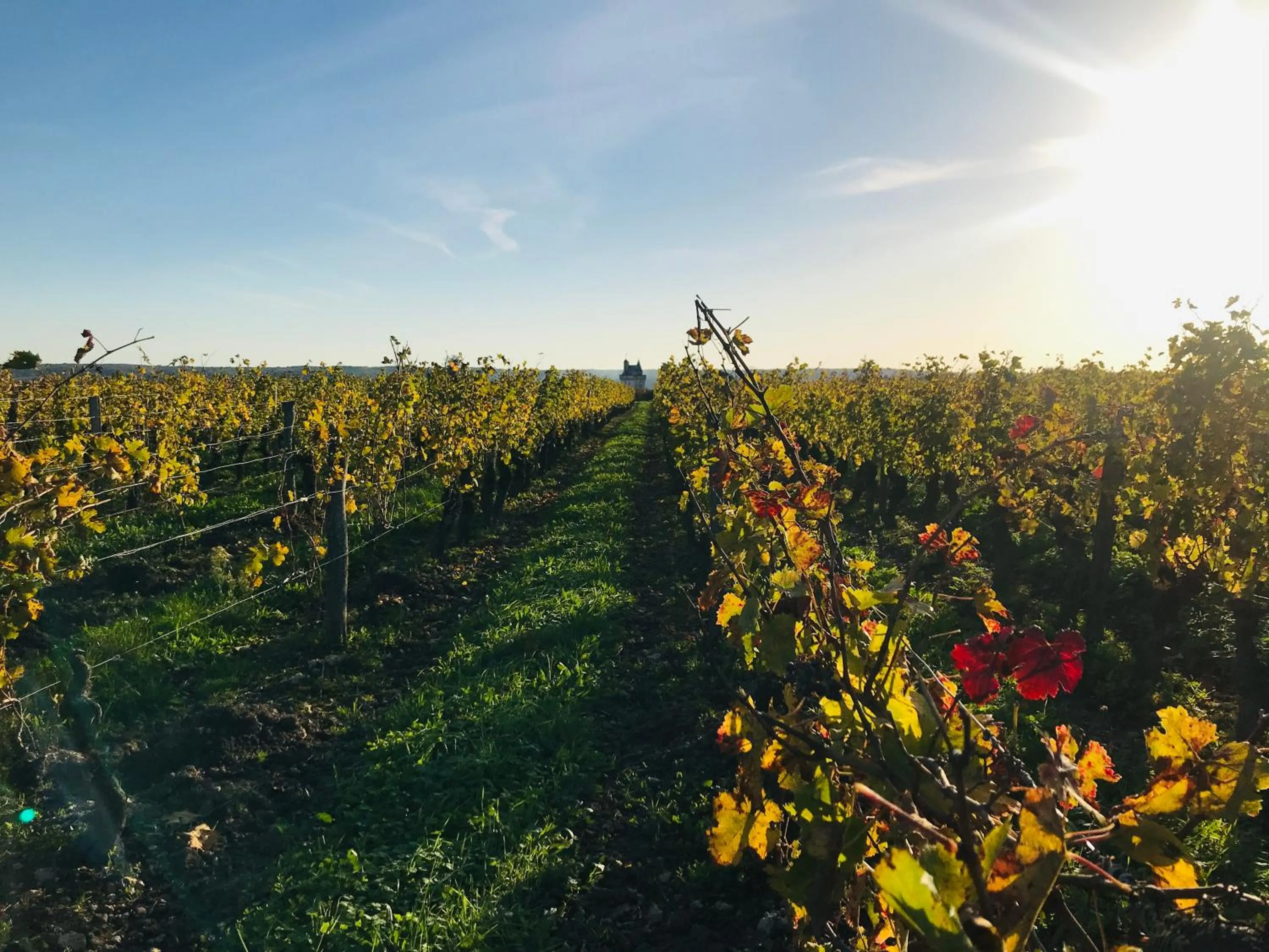 L'écrin de verdure GITE VERVEINE