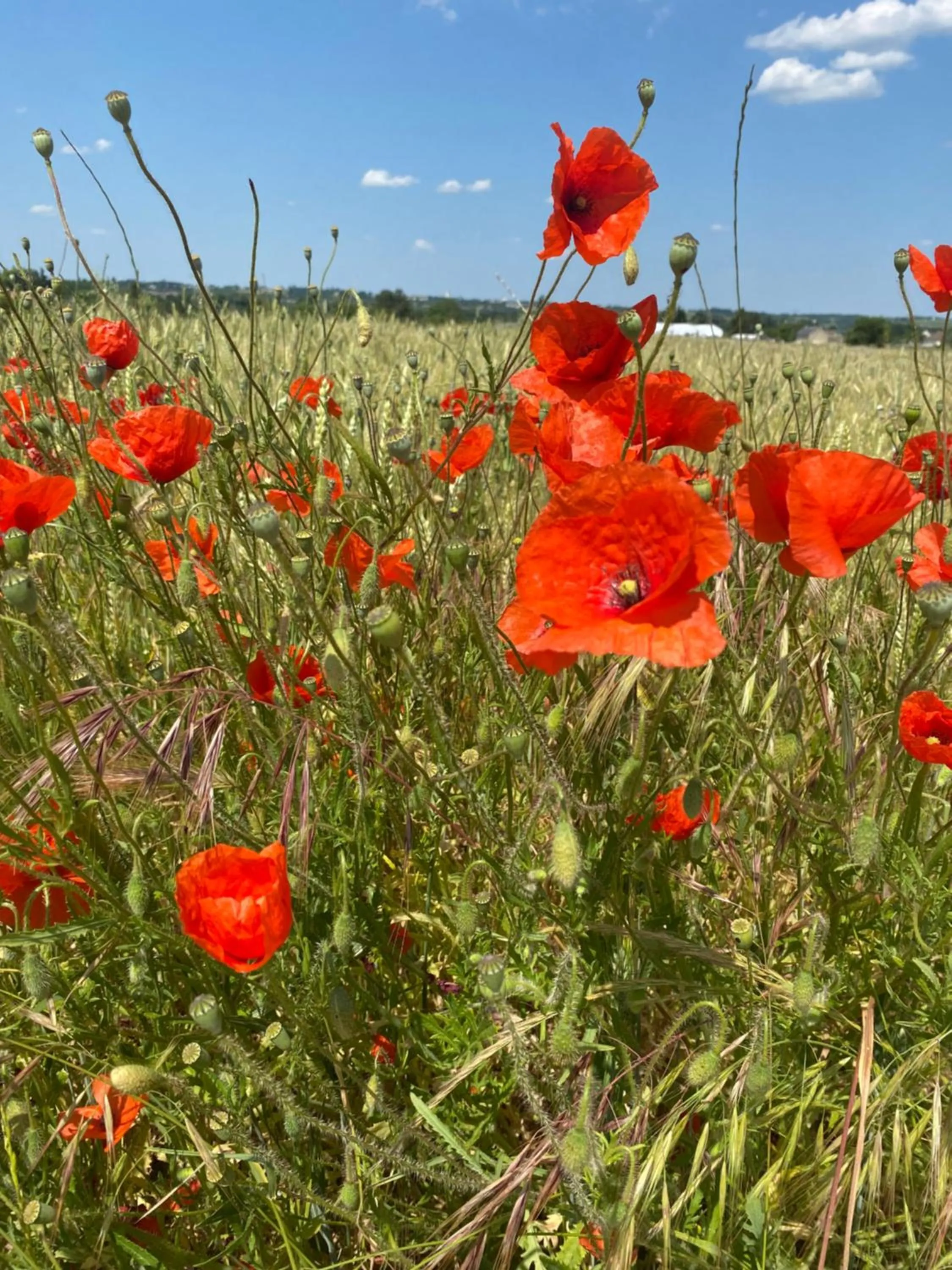 L'écrin de verdure GITE VERVEINE