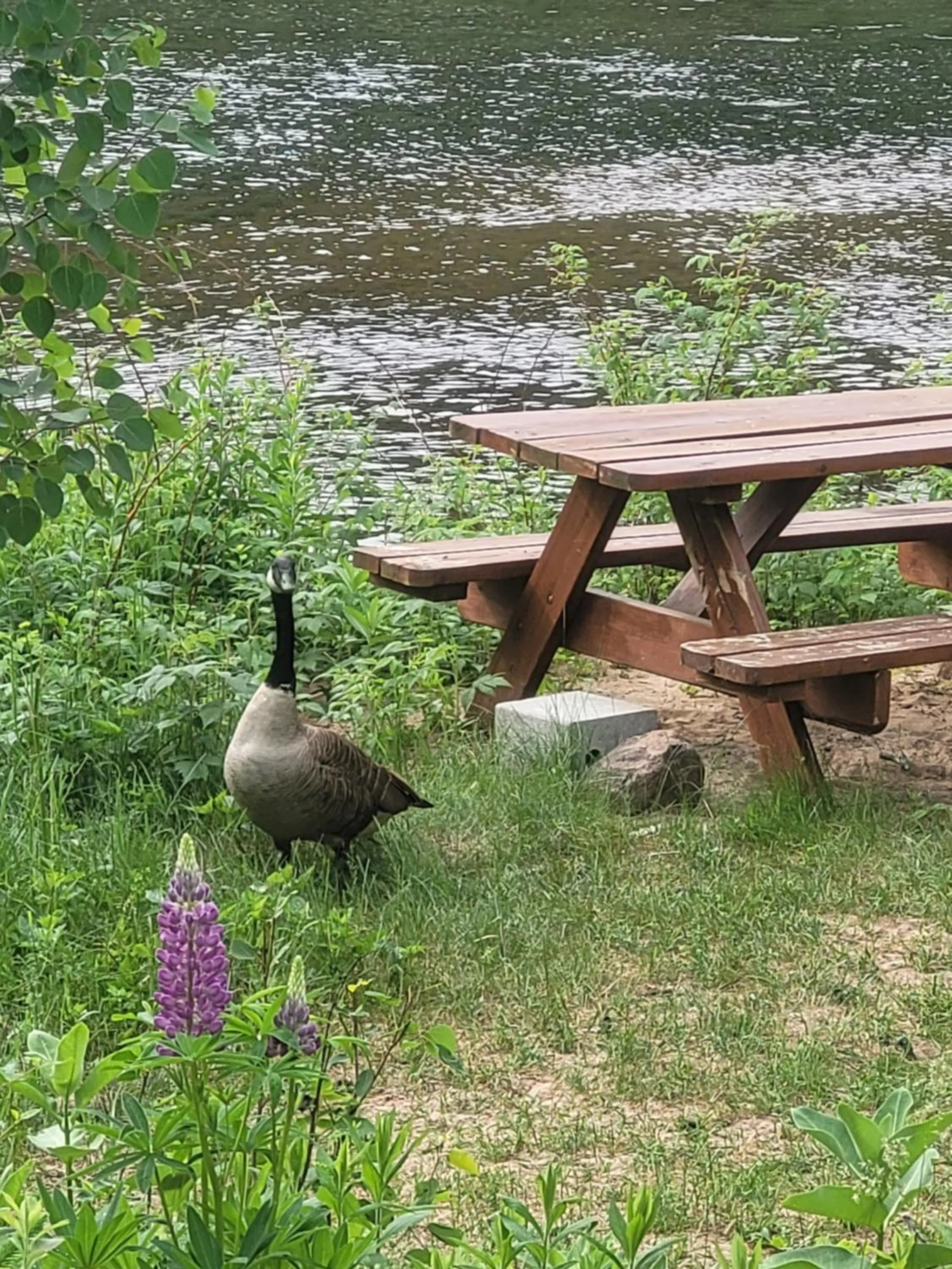 Oberge Inn Val-David