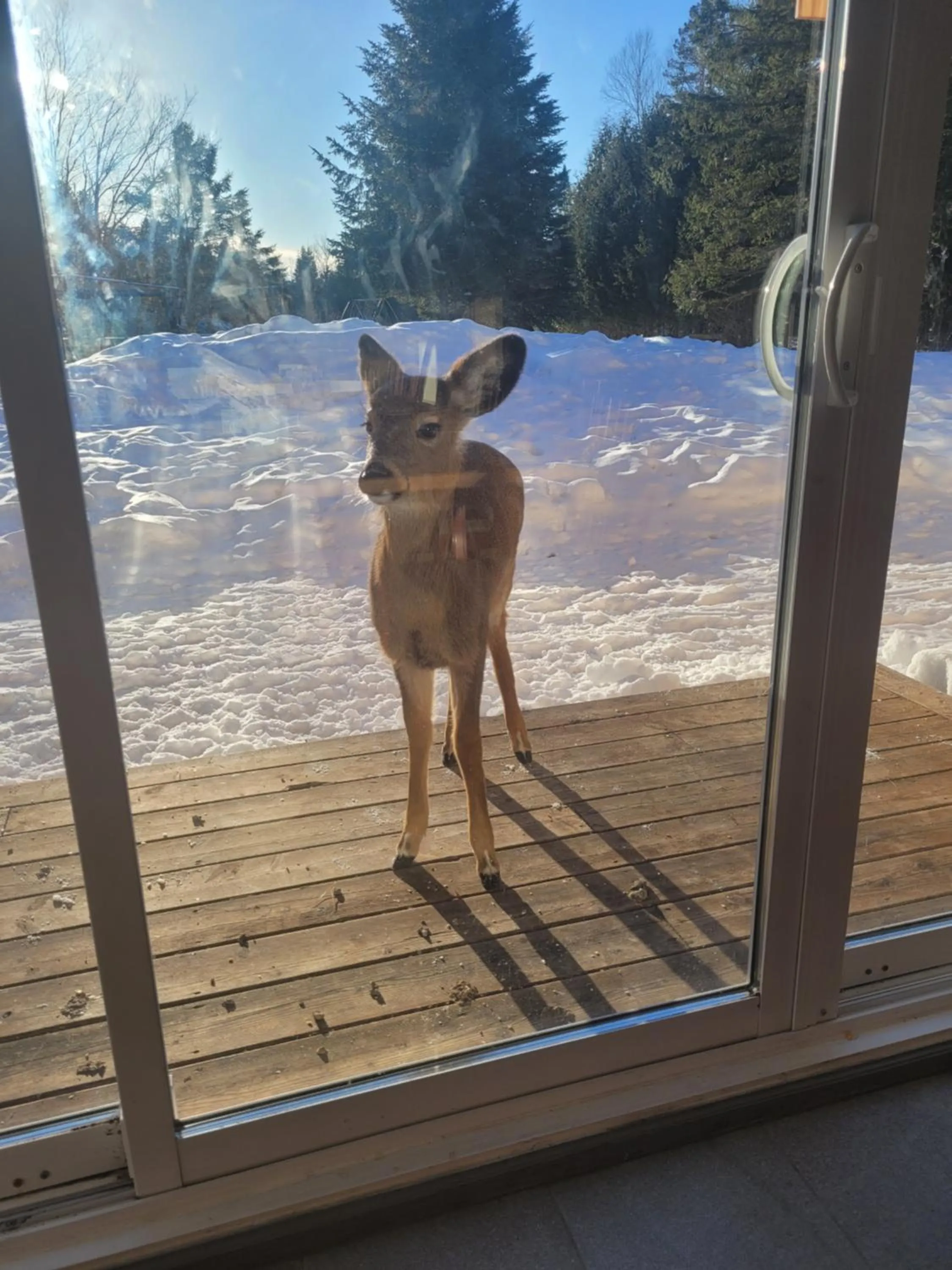 Oberge Inn Val-David