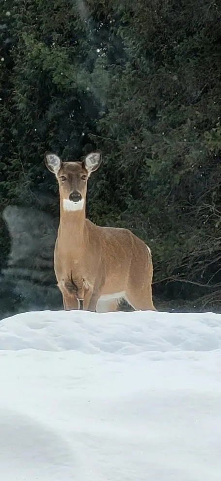 Oberge Inn Val-David