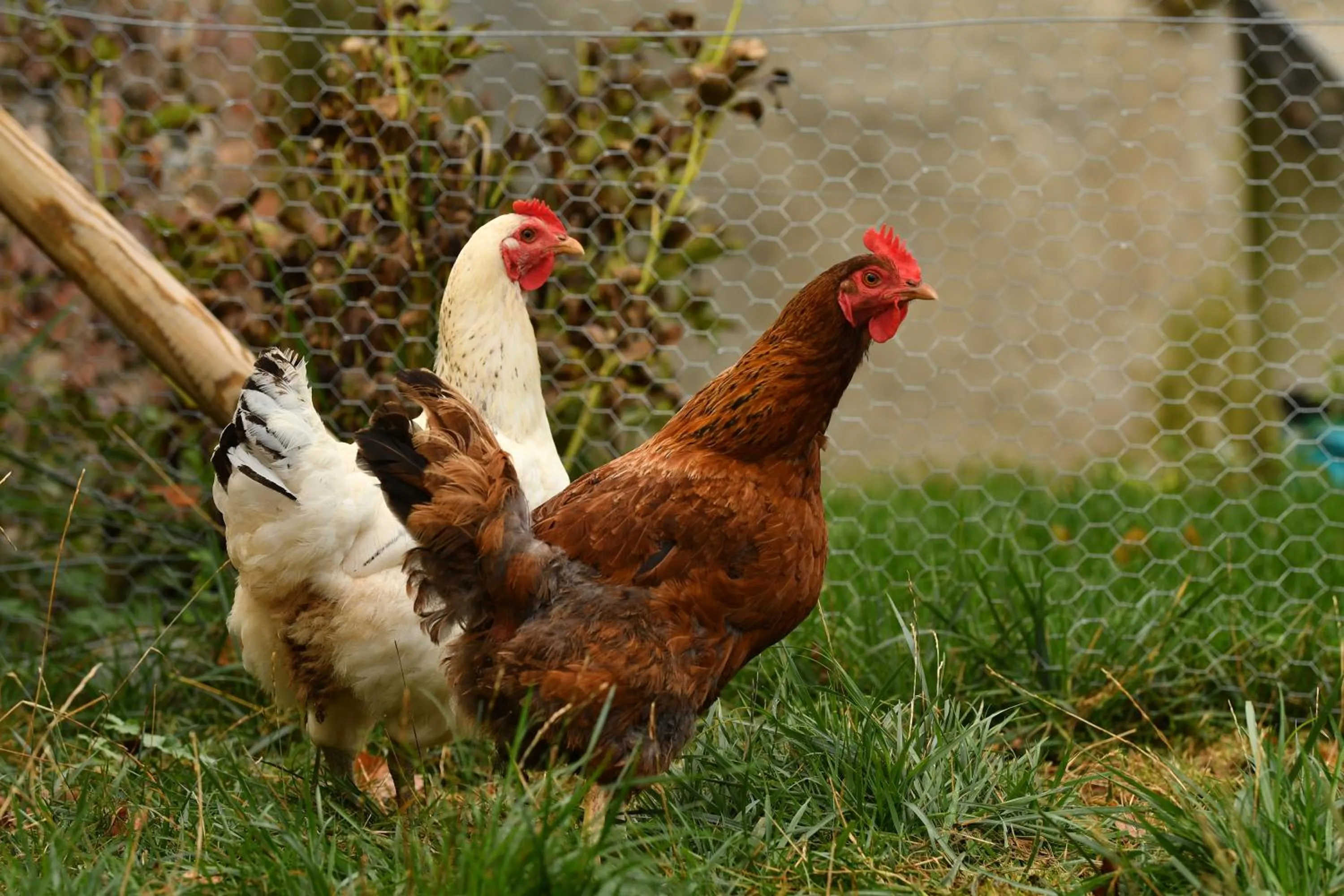 Animals in Ô gré des sens