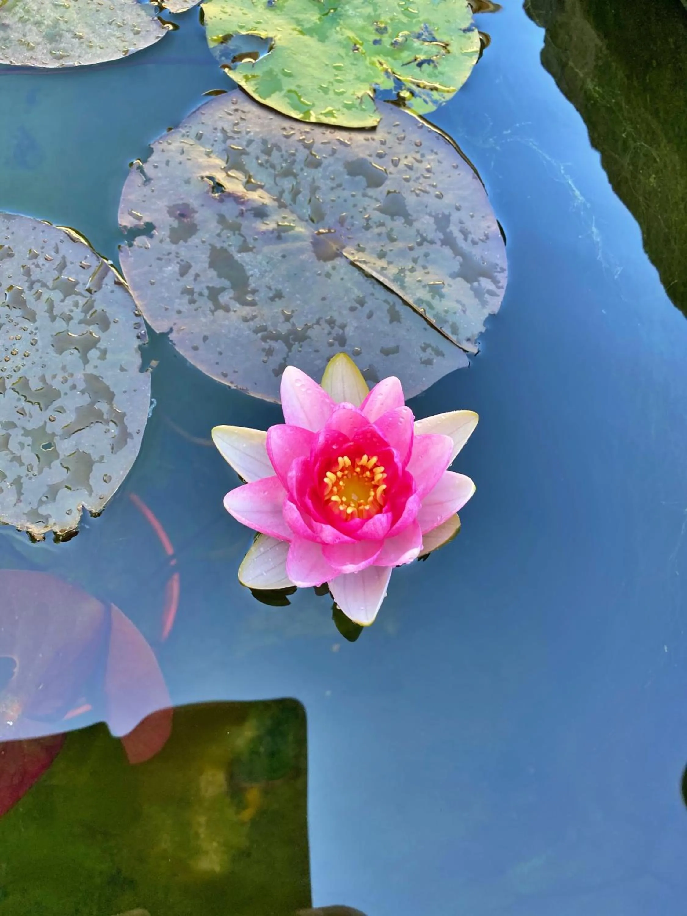 Garden in Ô gré des sens