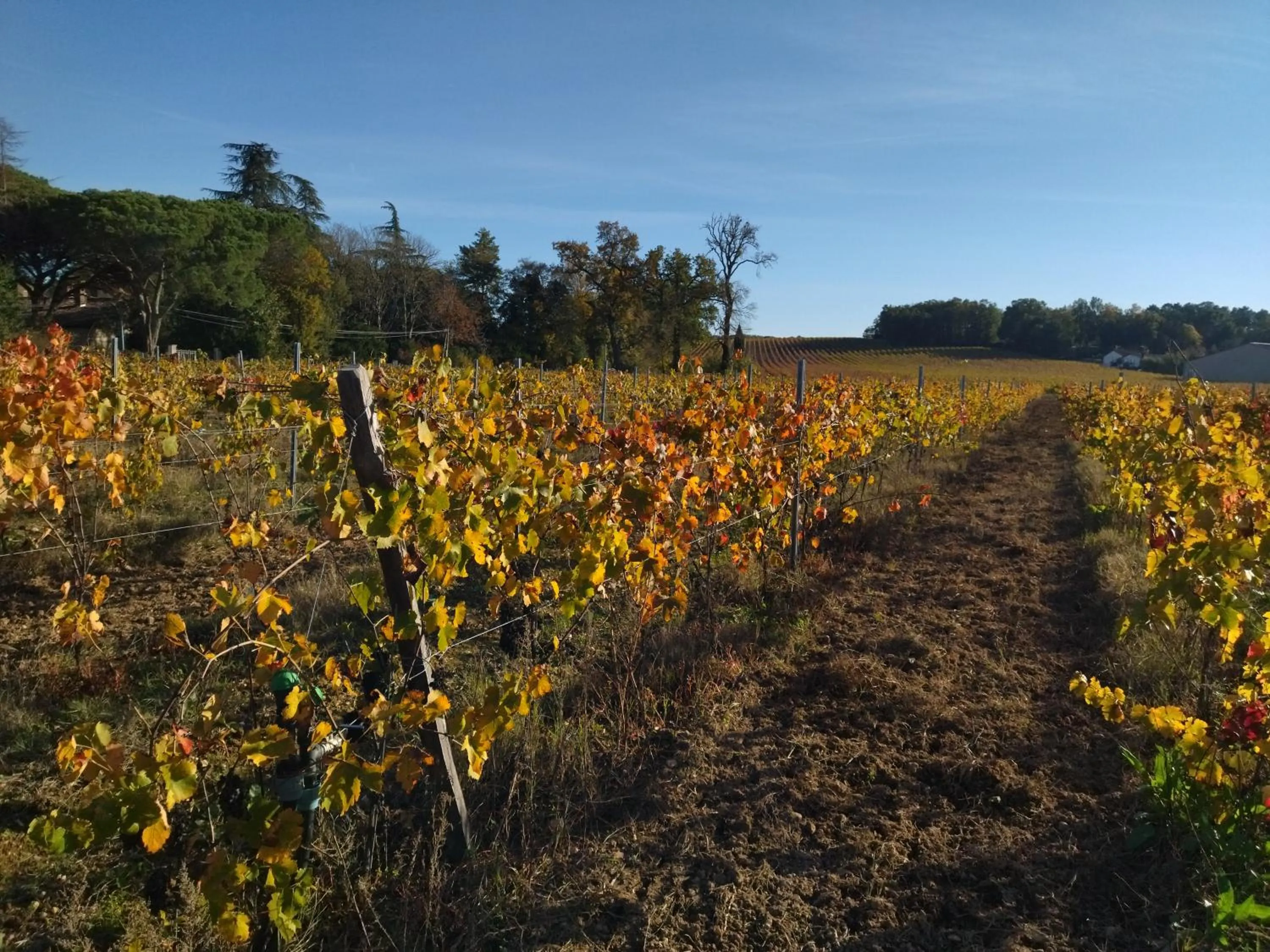 Natural landscape in Fleurs de Cosmos