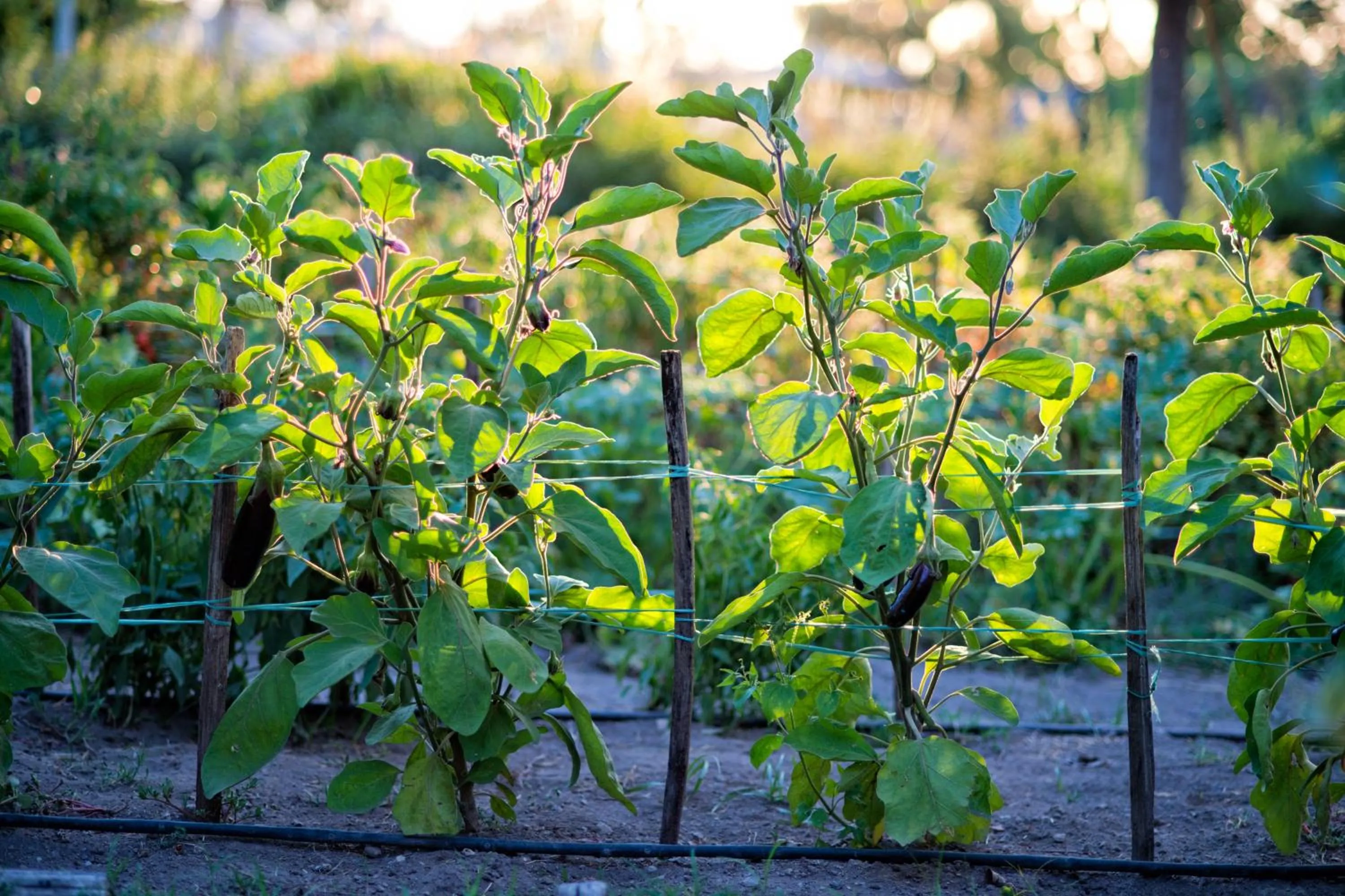 Floor plan in Maison Di Fiore B&B