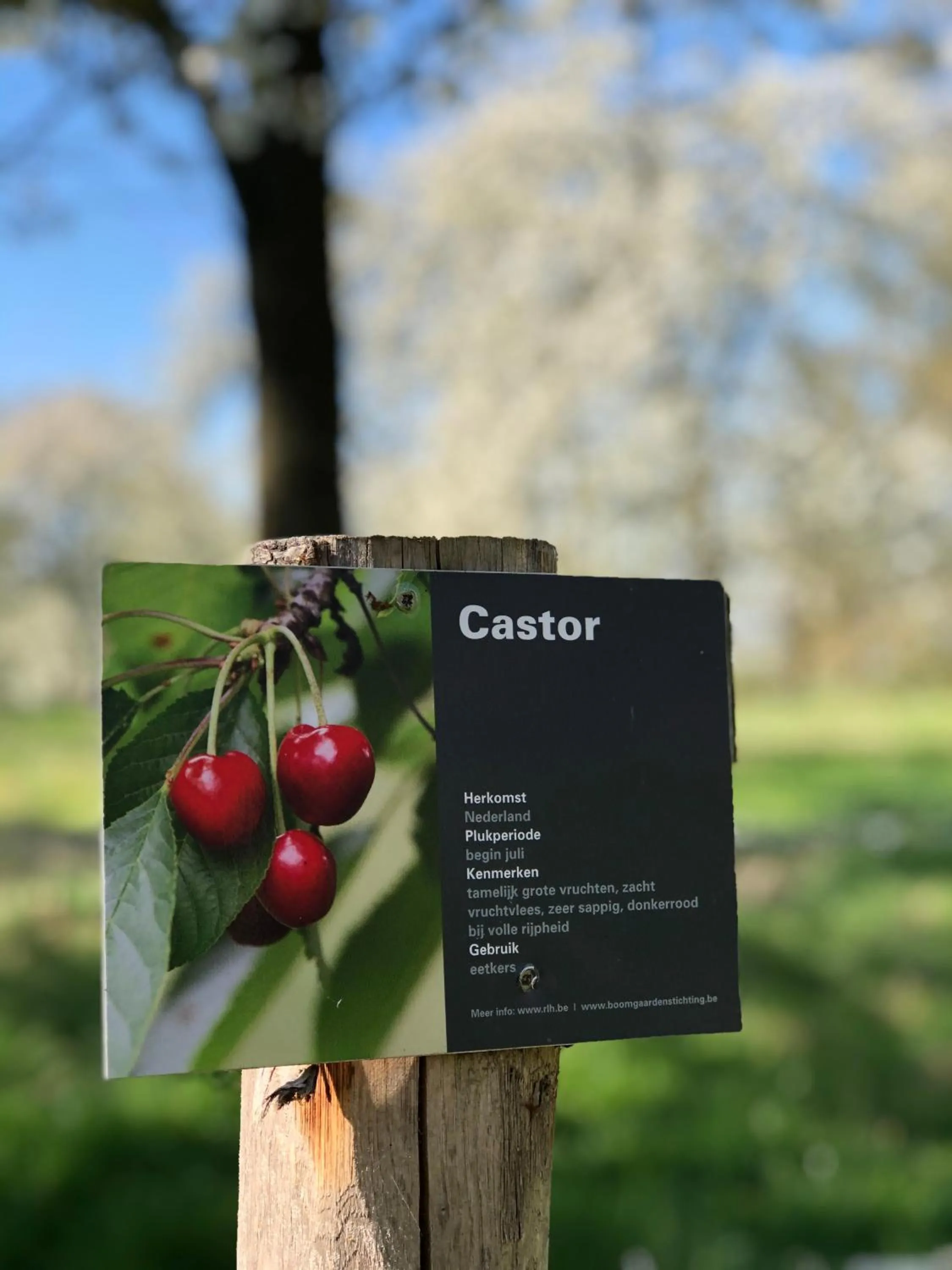 Day in Hof van Stayen