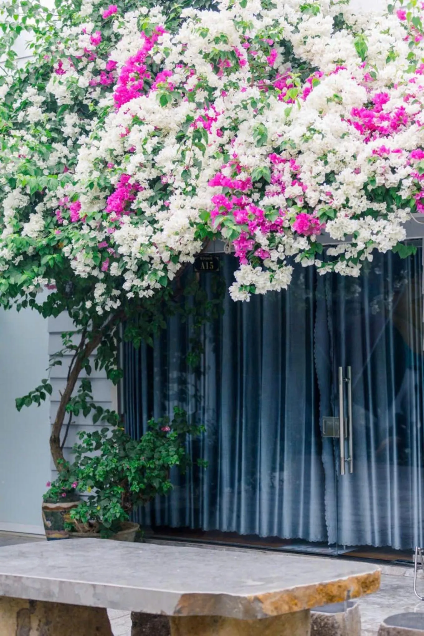 Garden view in Window Homestay