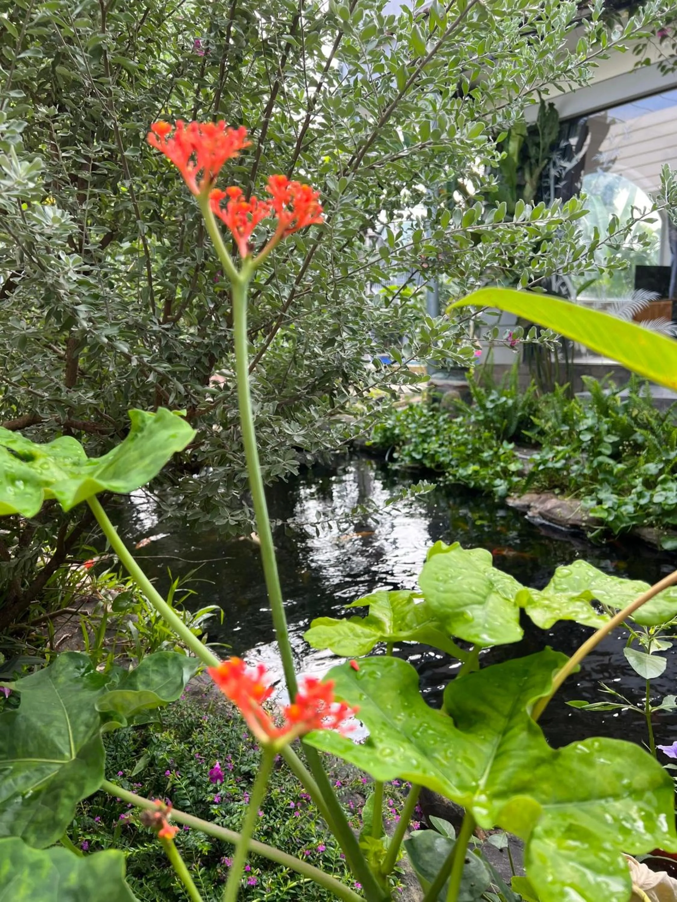 Natural landscape in Window Homestay