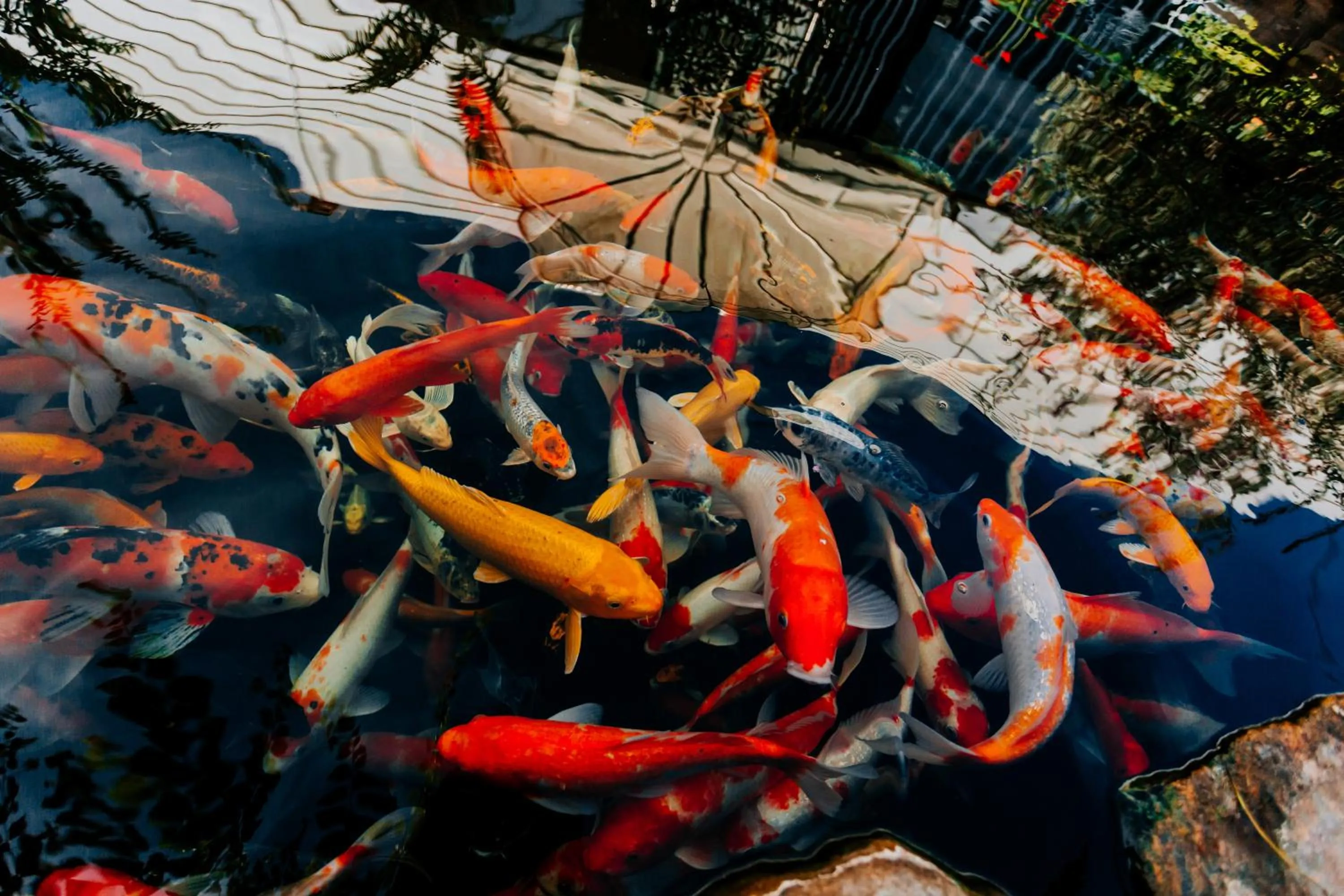 Activities in Window Homestay