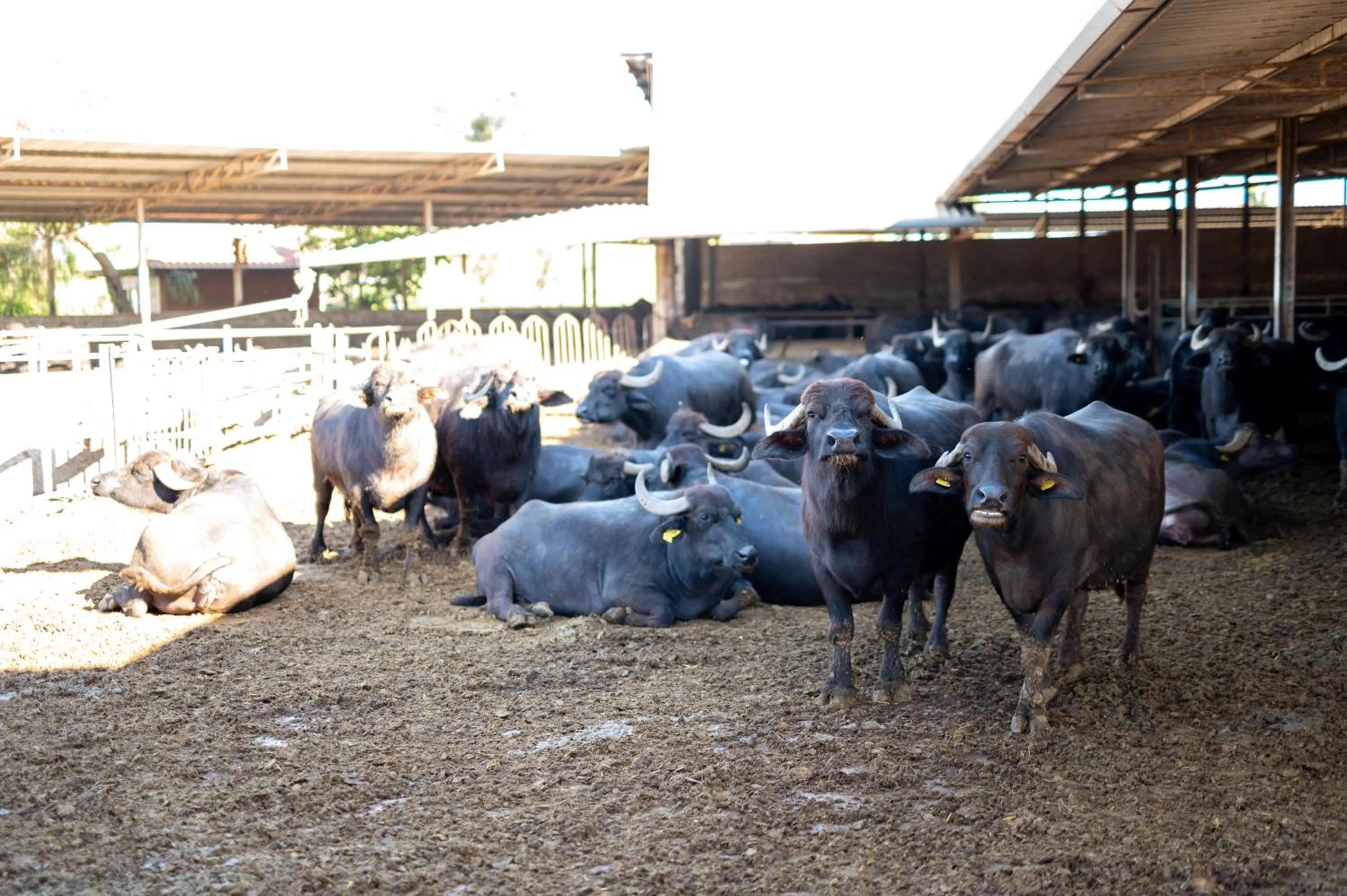 Animals in Dimora Iannelli - B&B Rurale Paestum