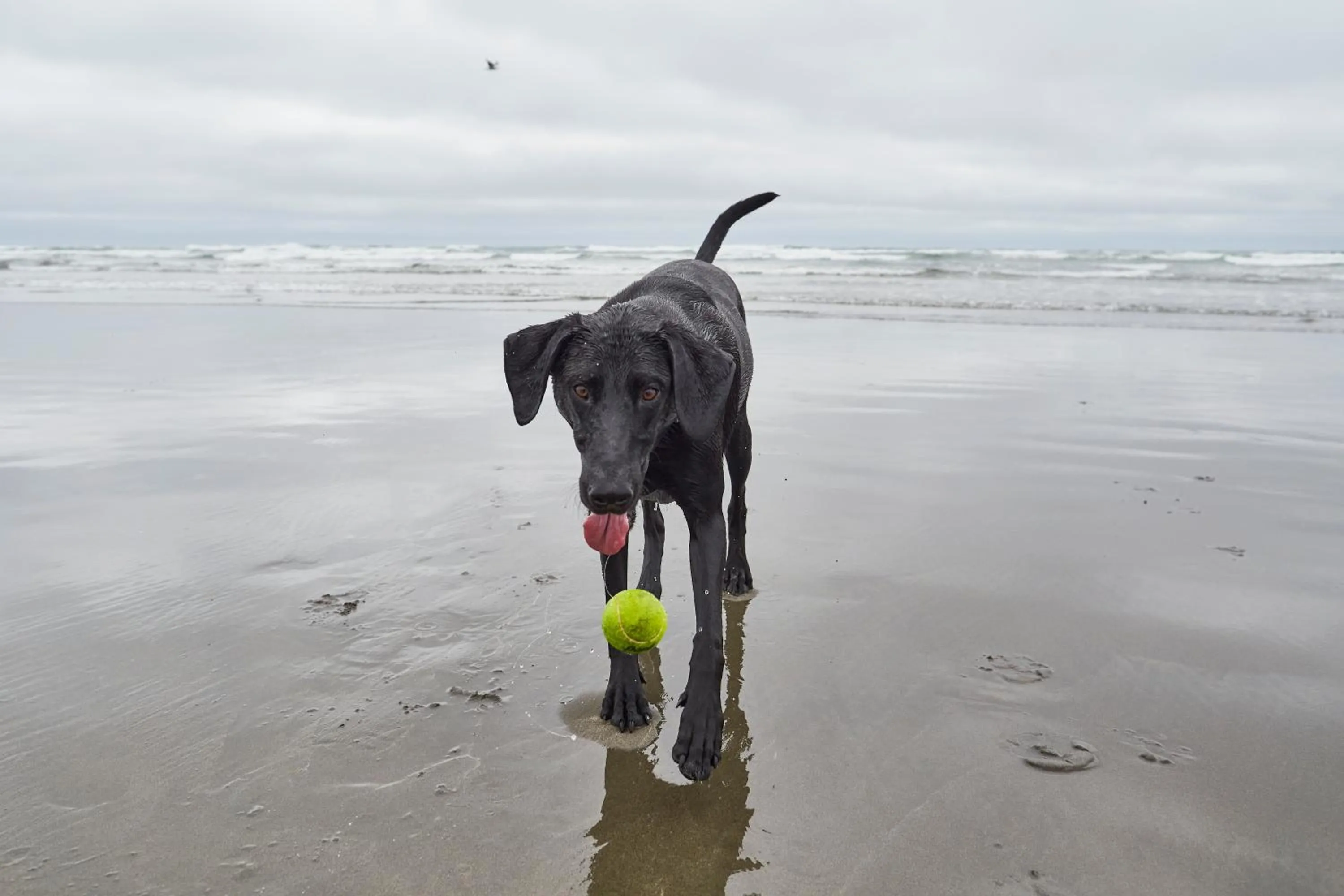 Beach in Pacific Dunes Resort