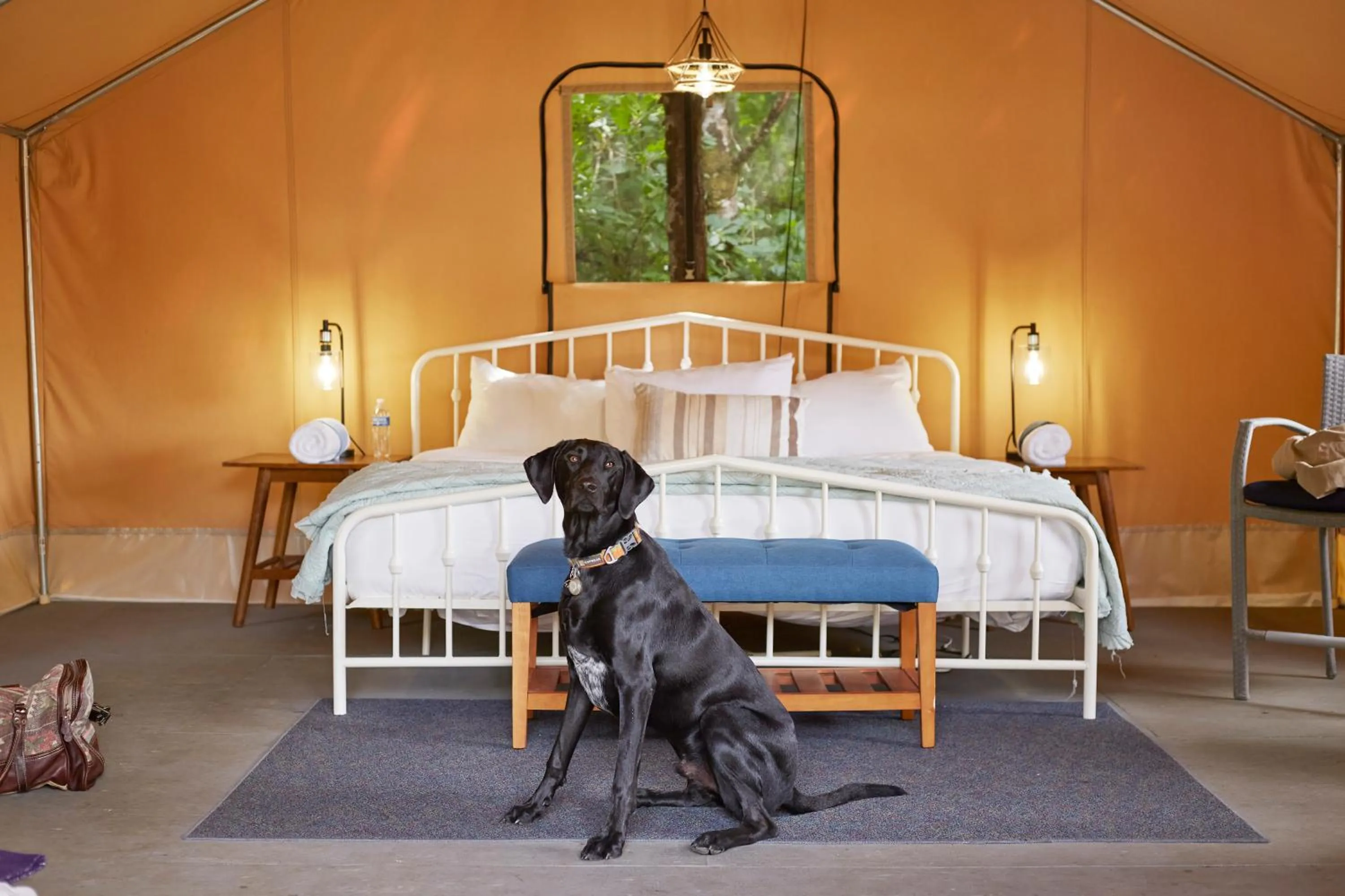 Pets, Bed in Pacific Dunes Resort