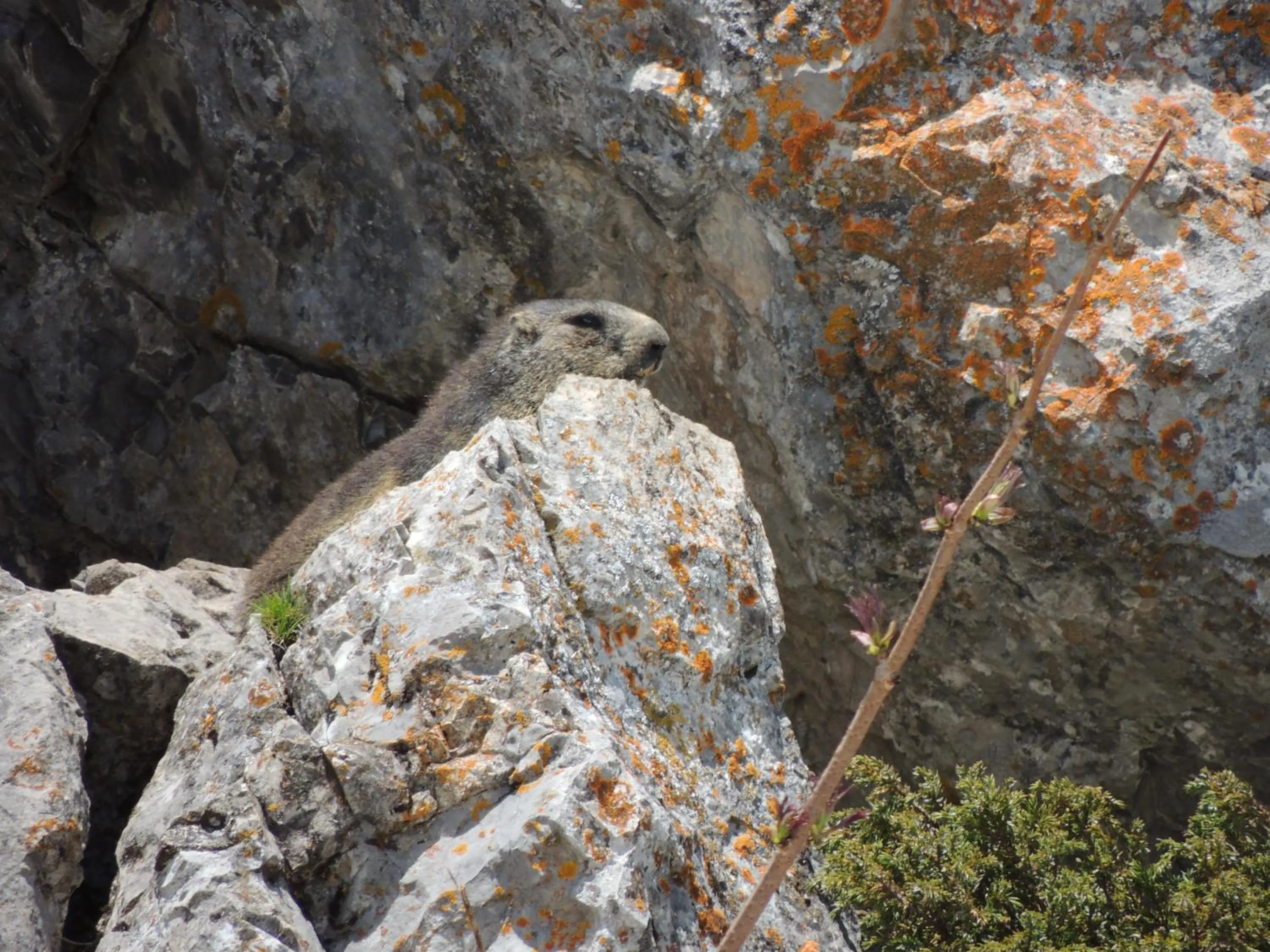 Other in Alpine Classic Hotel
