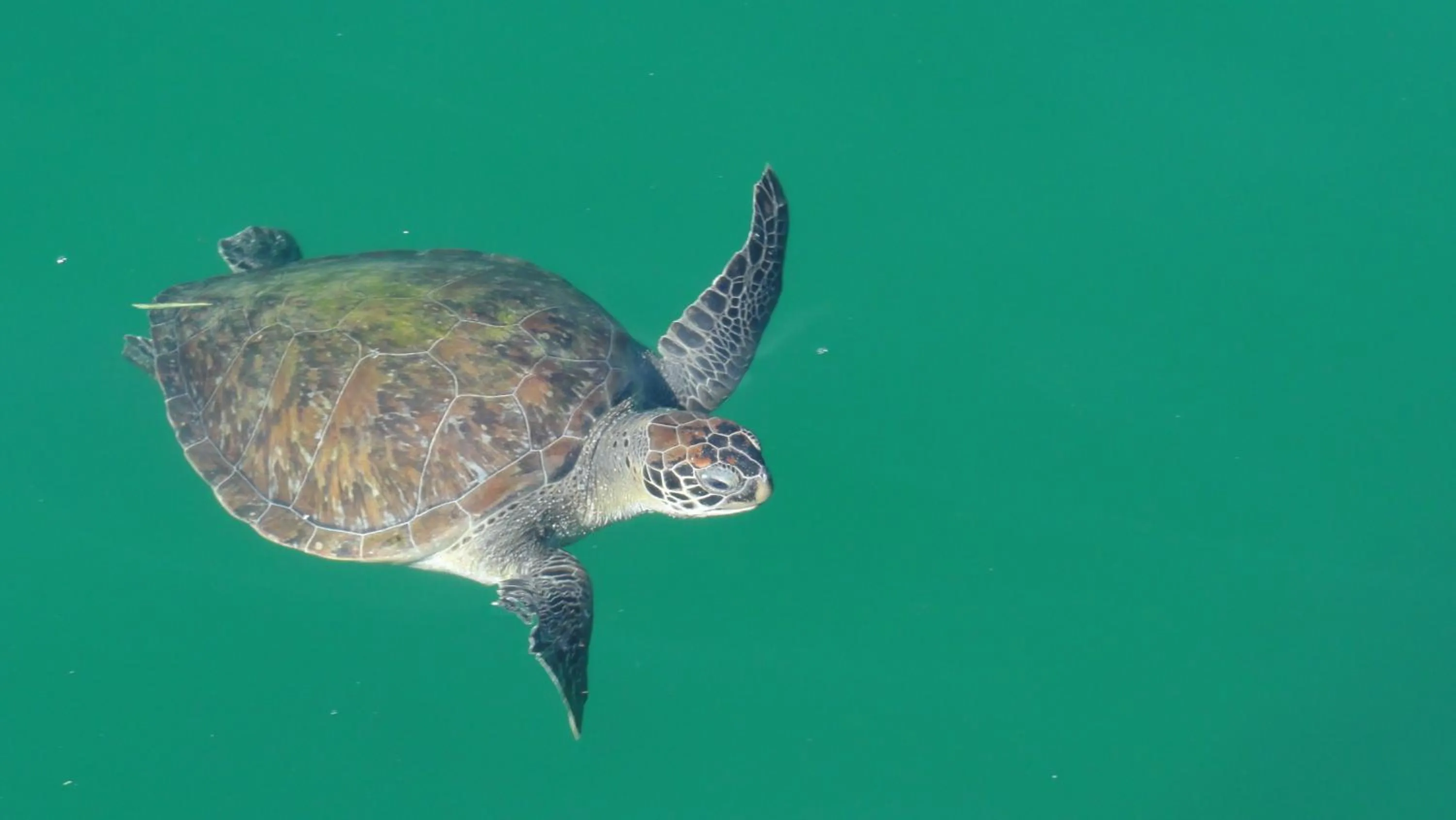Diving in Pousada Cruzoé