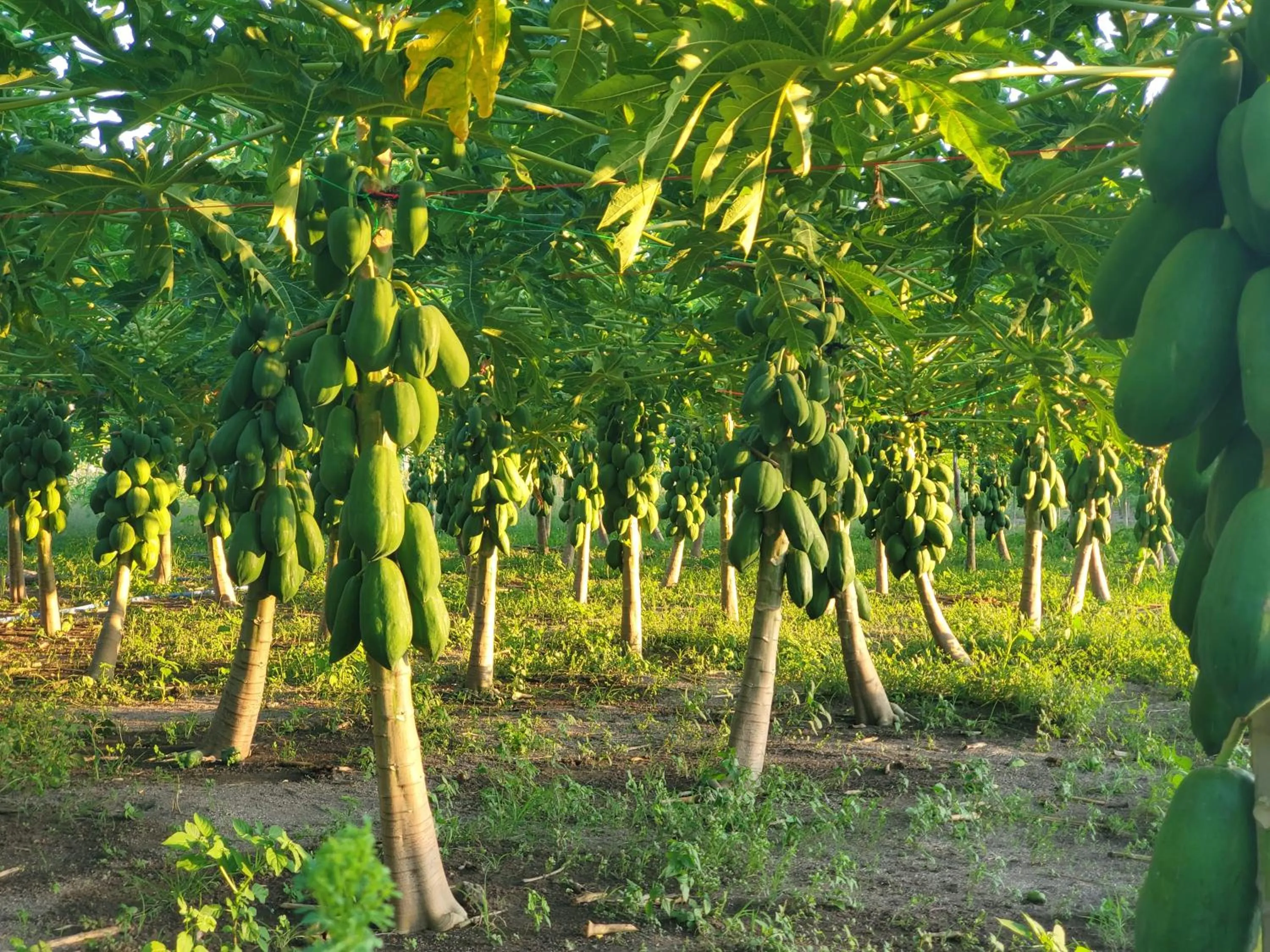 Natural landscape in Thoddoo Island Life