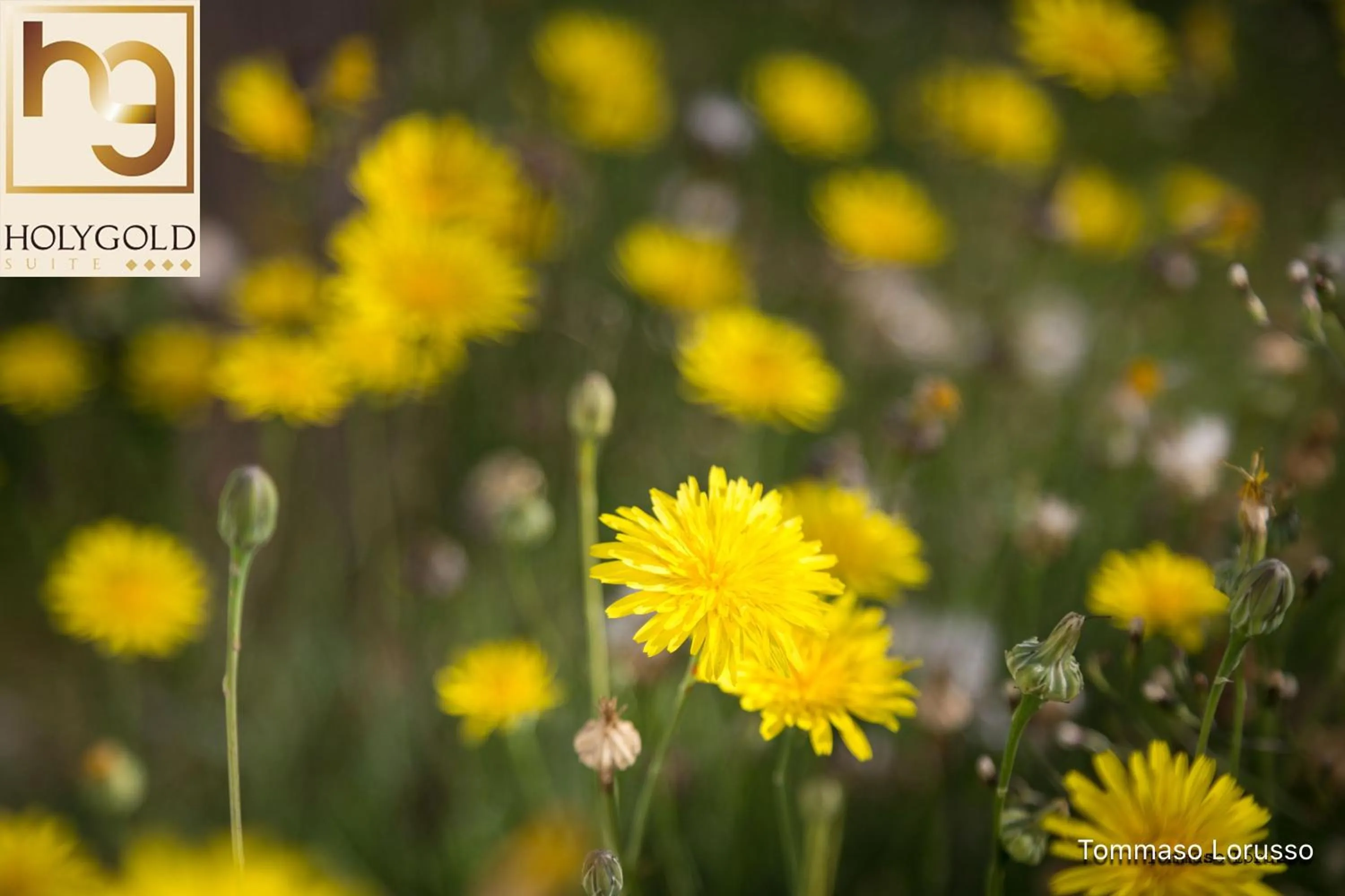 Garden in HOLYGOLD Suite ****
