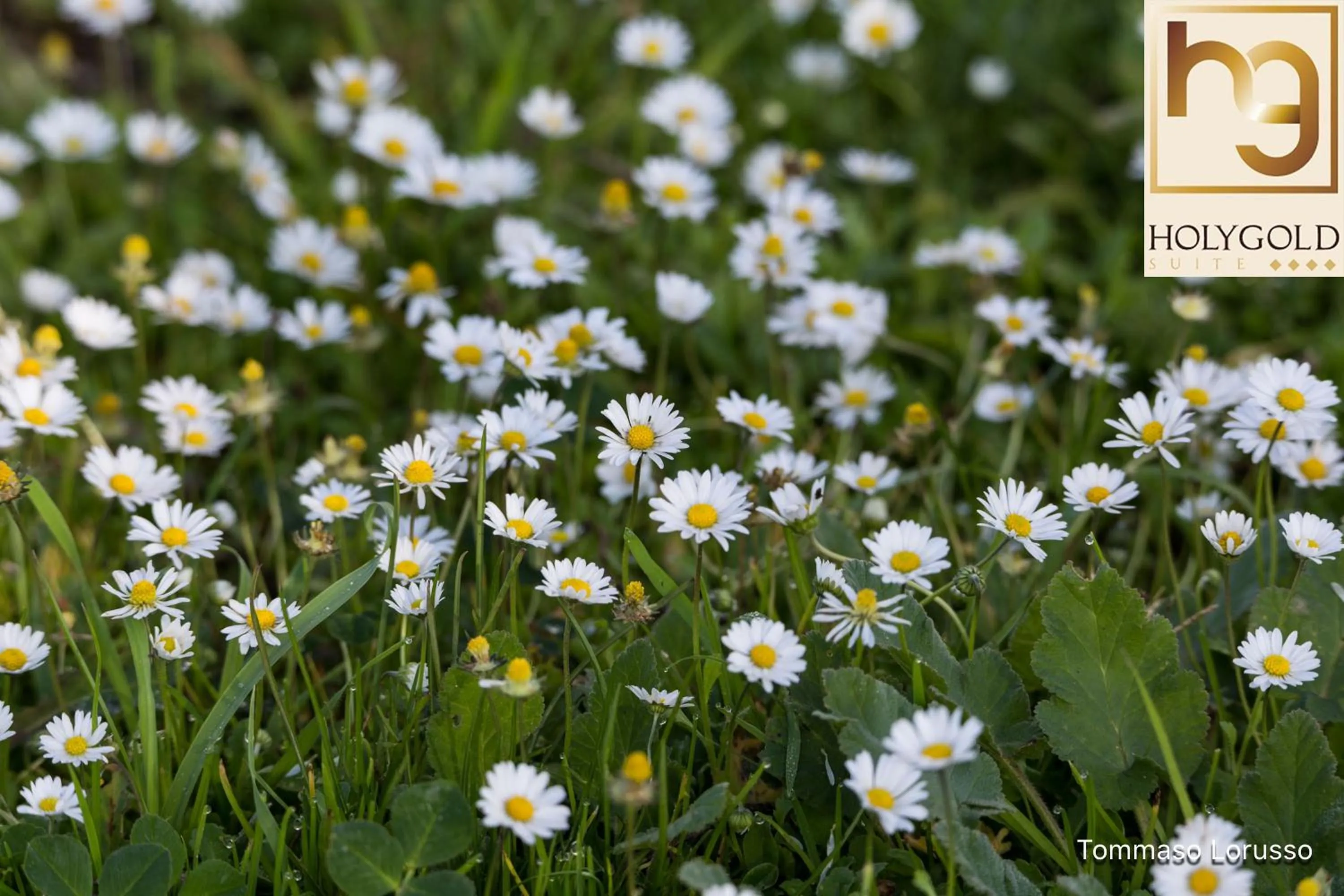 Natural landscape in HOLYGOLD Suite ****