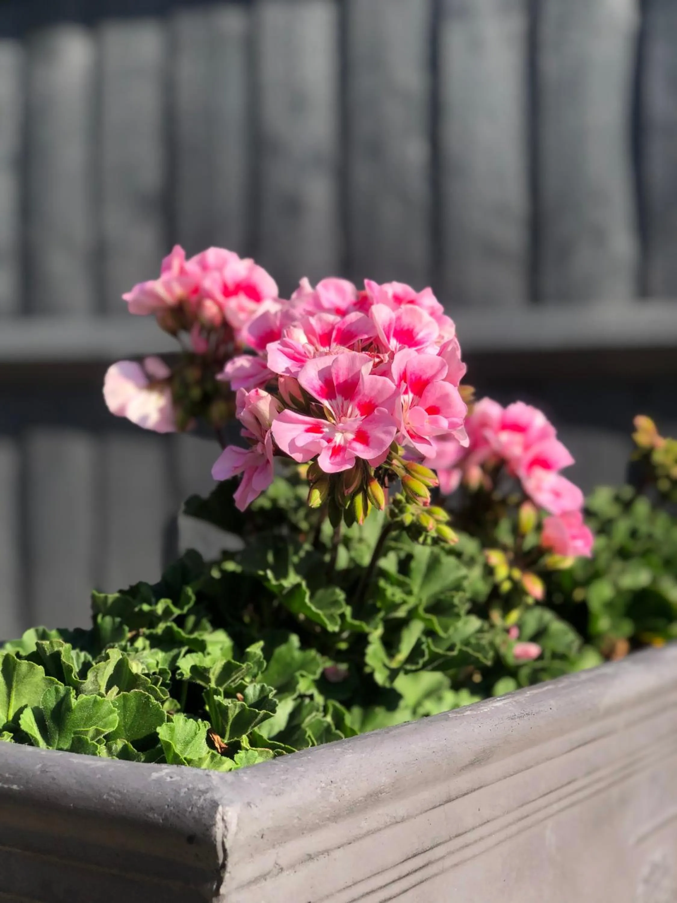 Property building in Millie's Cottage