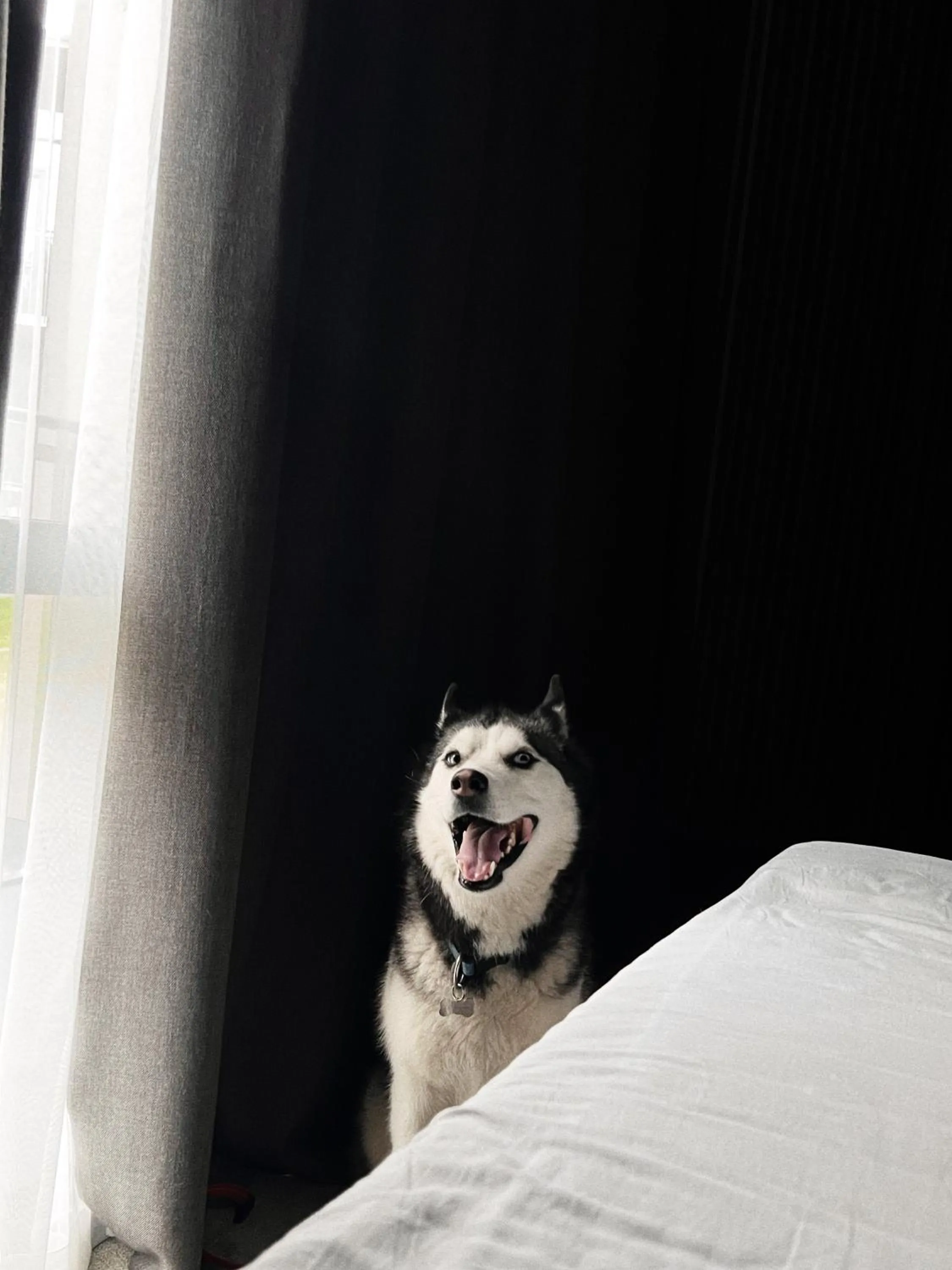 Pets in Amberton Green SPA Druskininkai