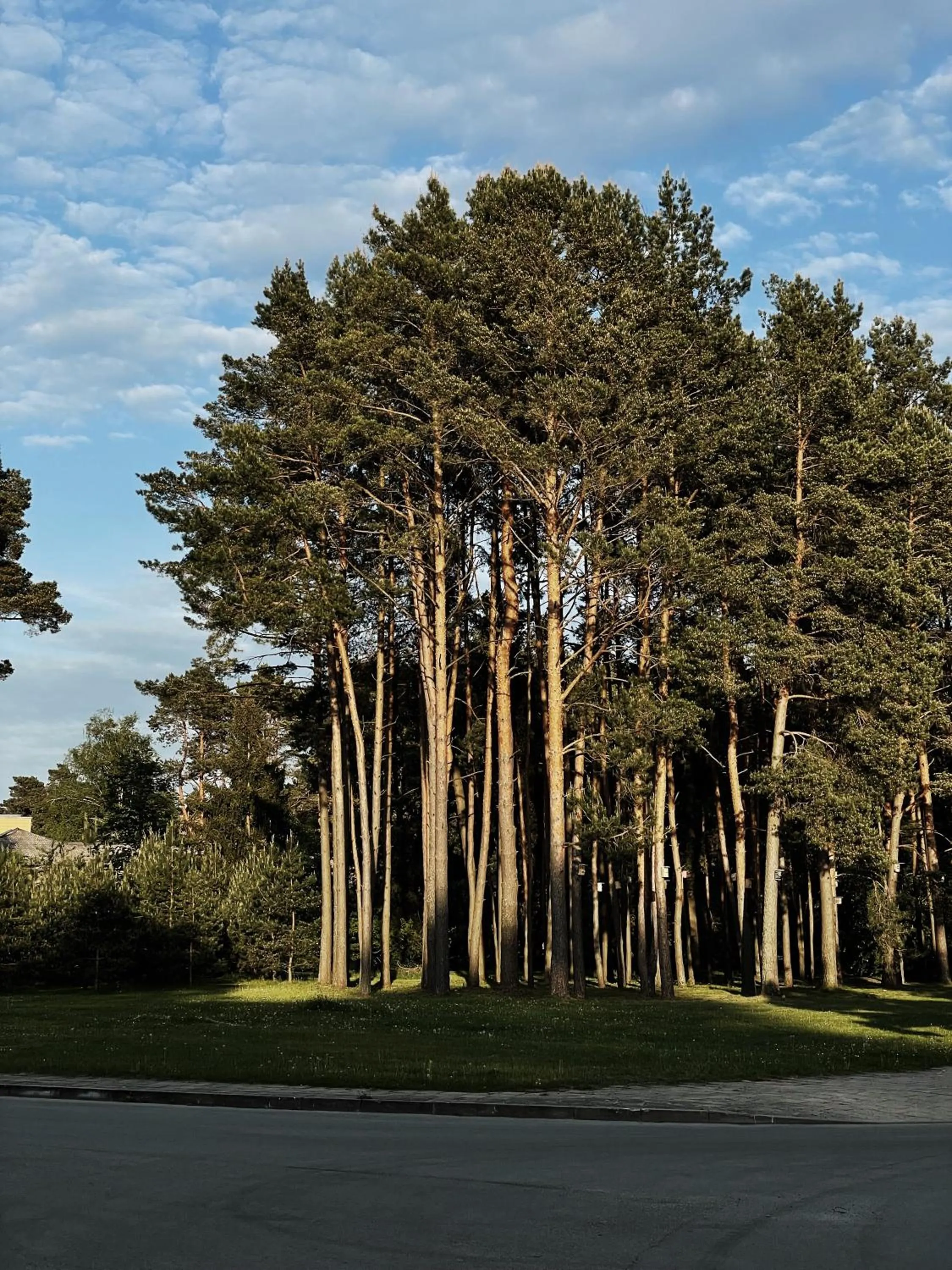 Natural landscape in Amberton Green SPA Druskininkai