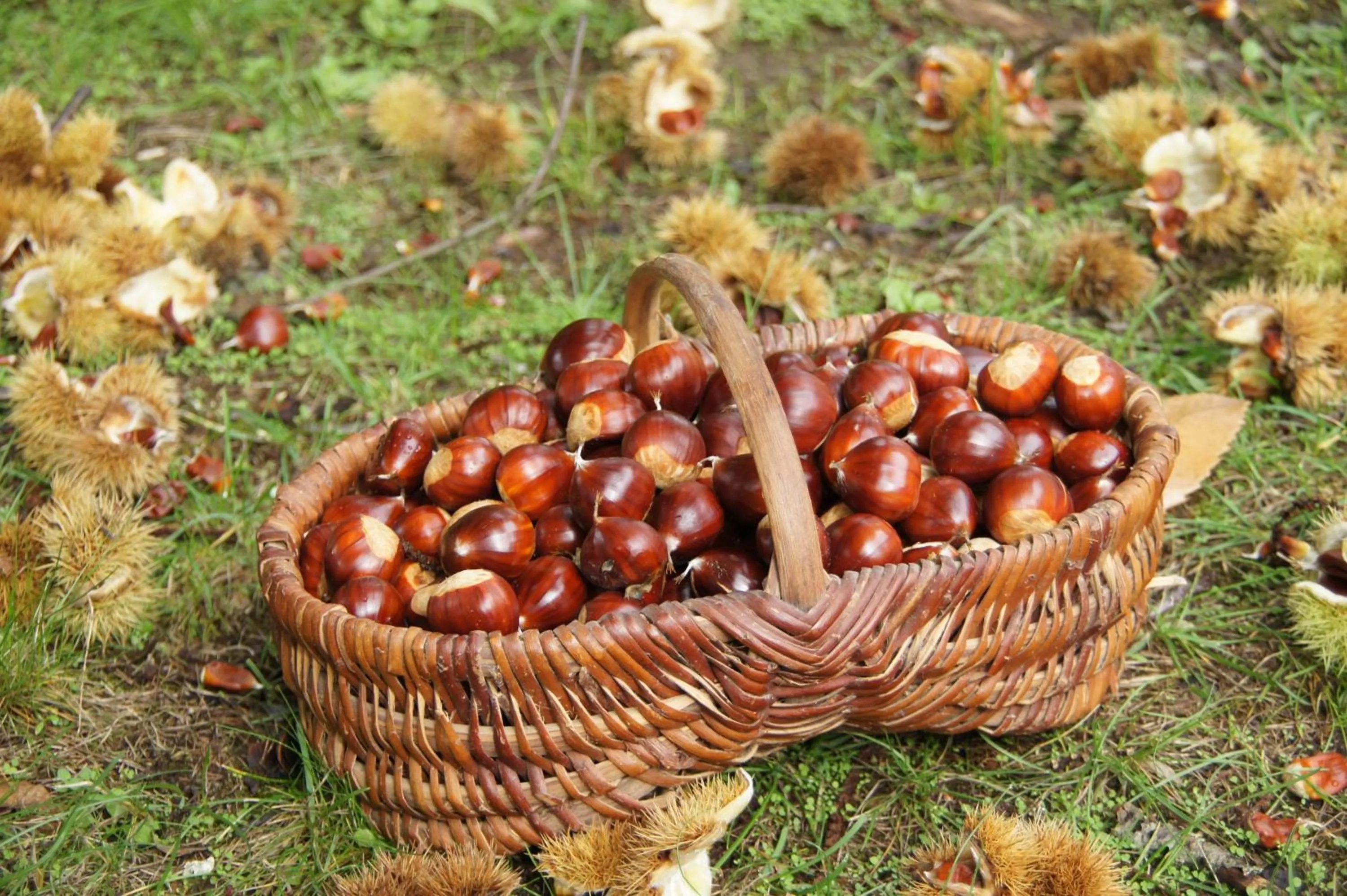 Garden in Le Clos de La Muse