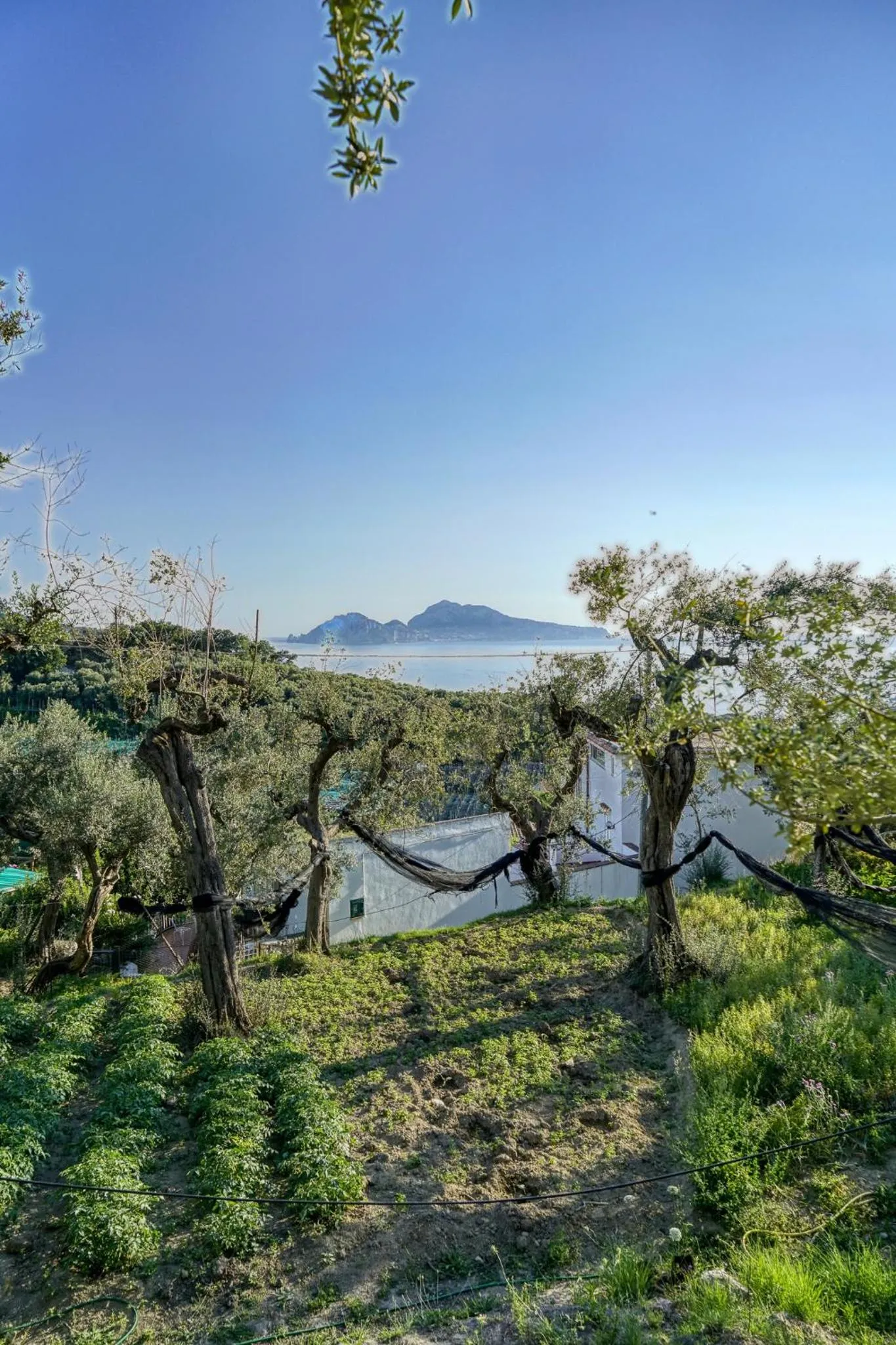 Natural landscape in Villa Lorelei