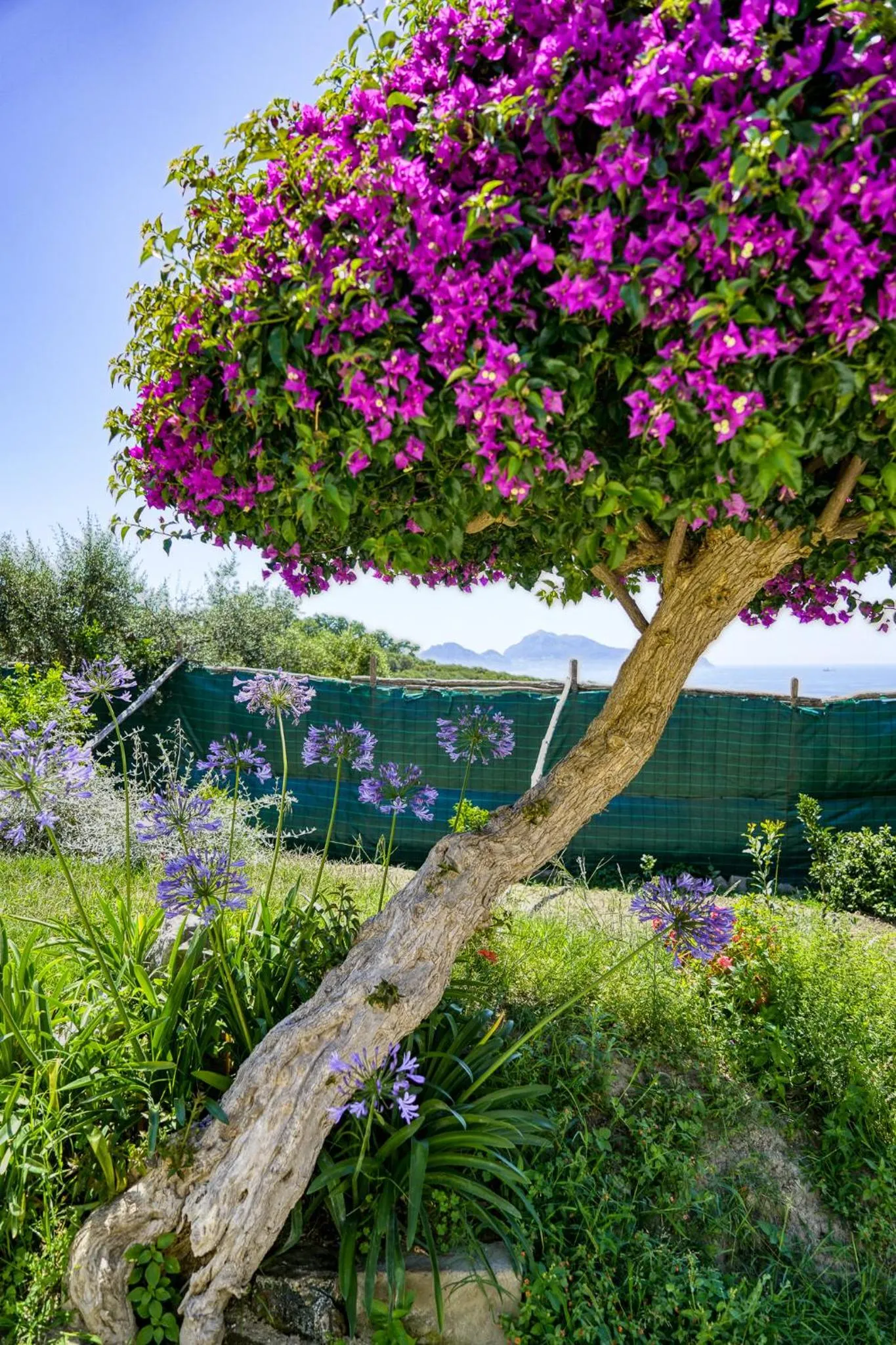 Garden in Villa Lorelei