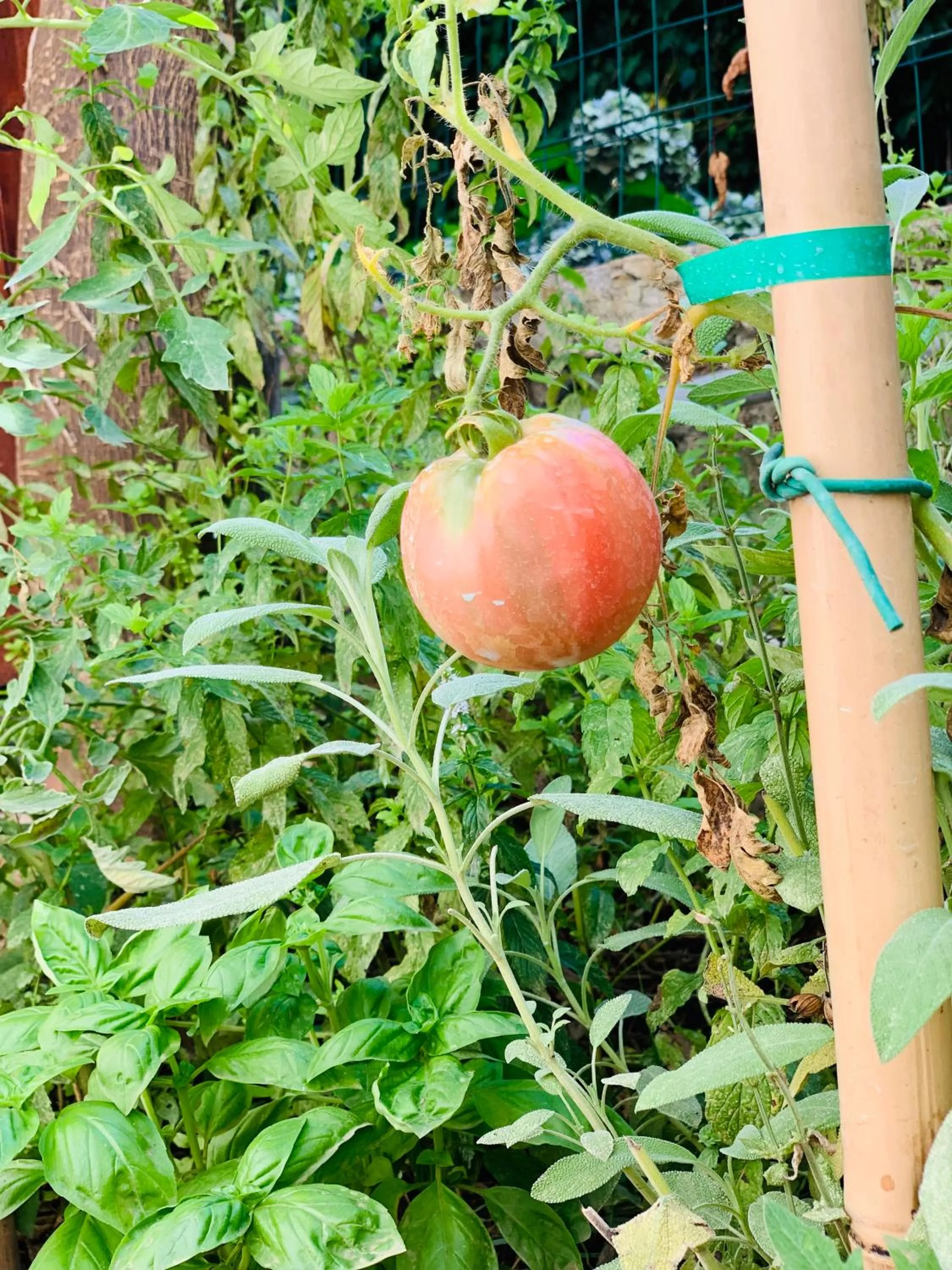 Garden in Villa Cettina Boutique Hotel