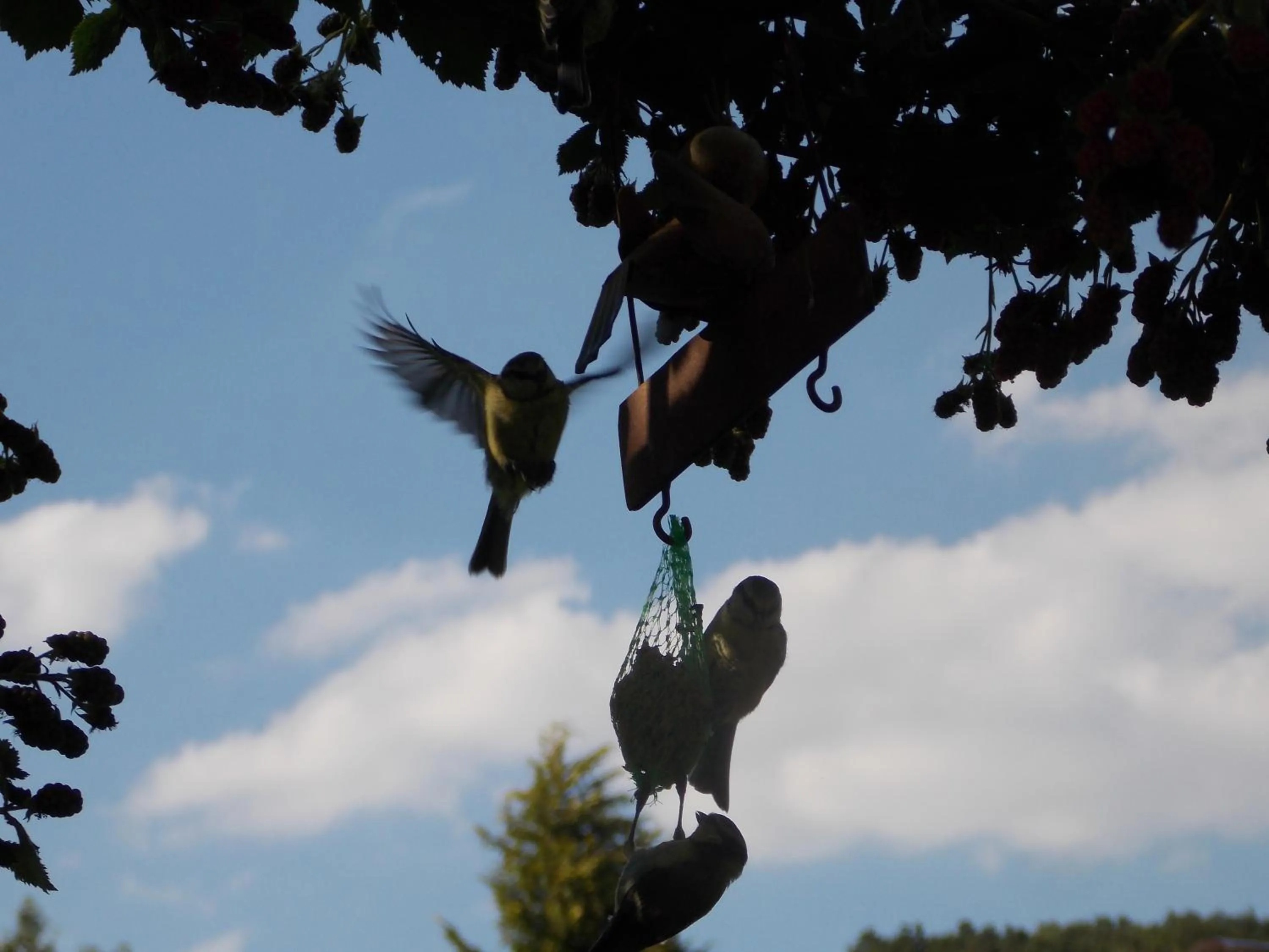 Garden in Landhotel Fasanenhof
