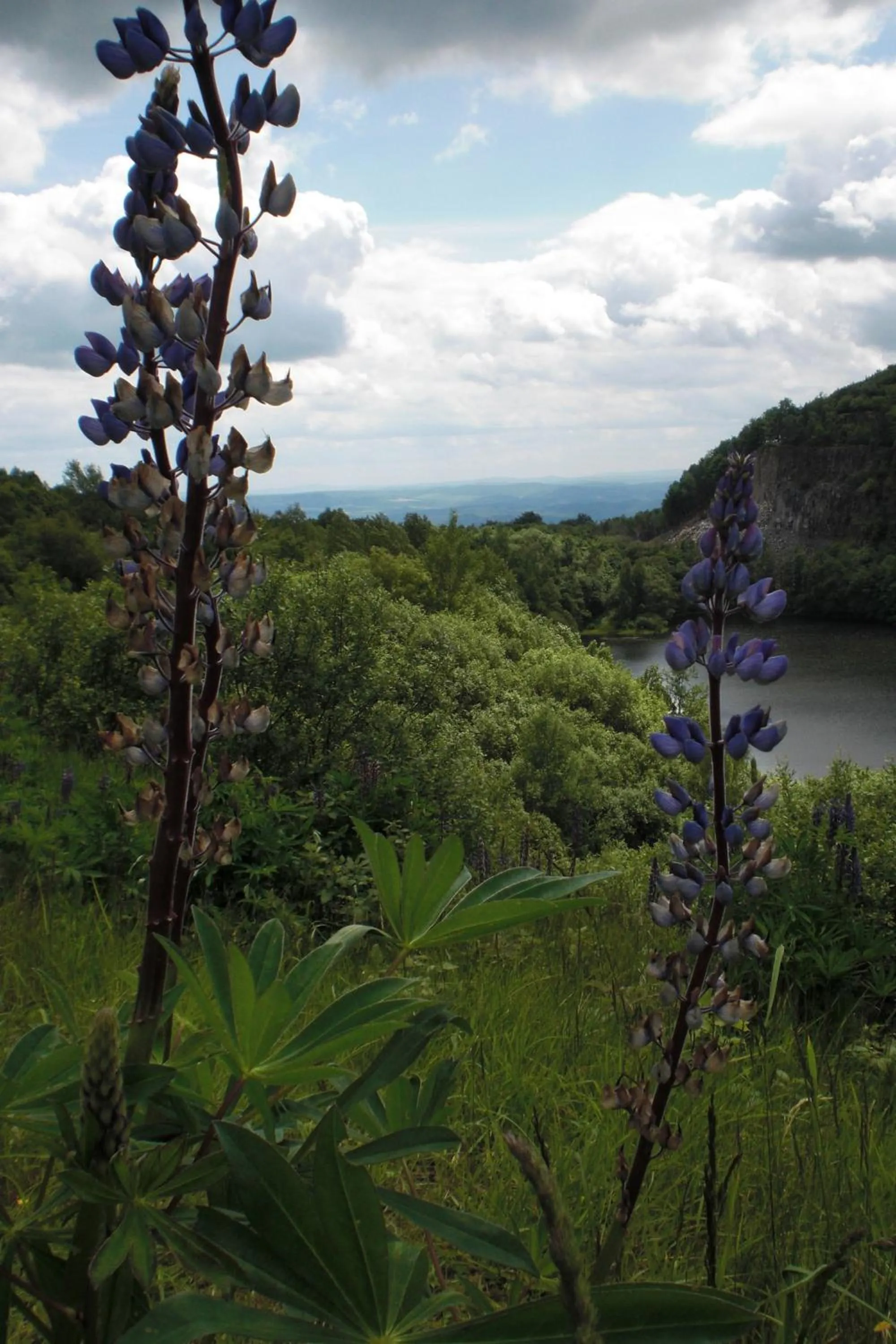 Natural landscape in Landhotel Fasanenhof