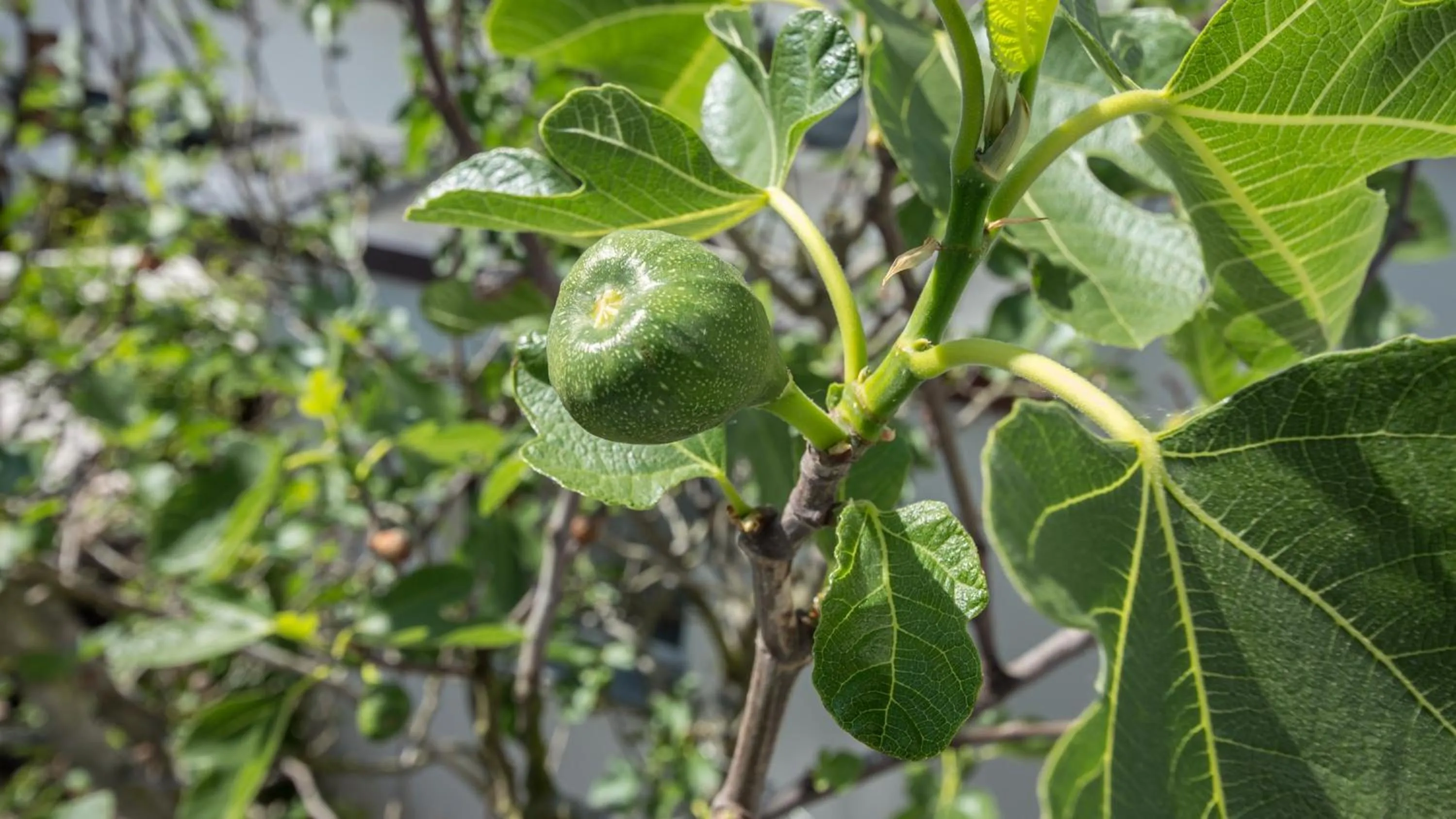 Patio in Hotel Garni Landhaus zur Issel