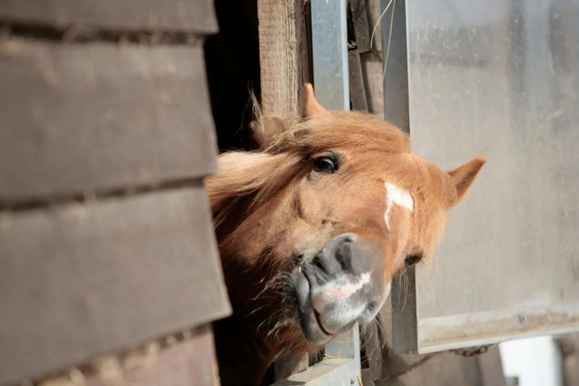 Horse-riding in Van der Valk Resort Linstow
