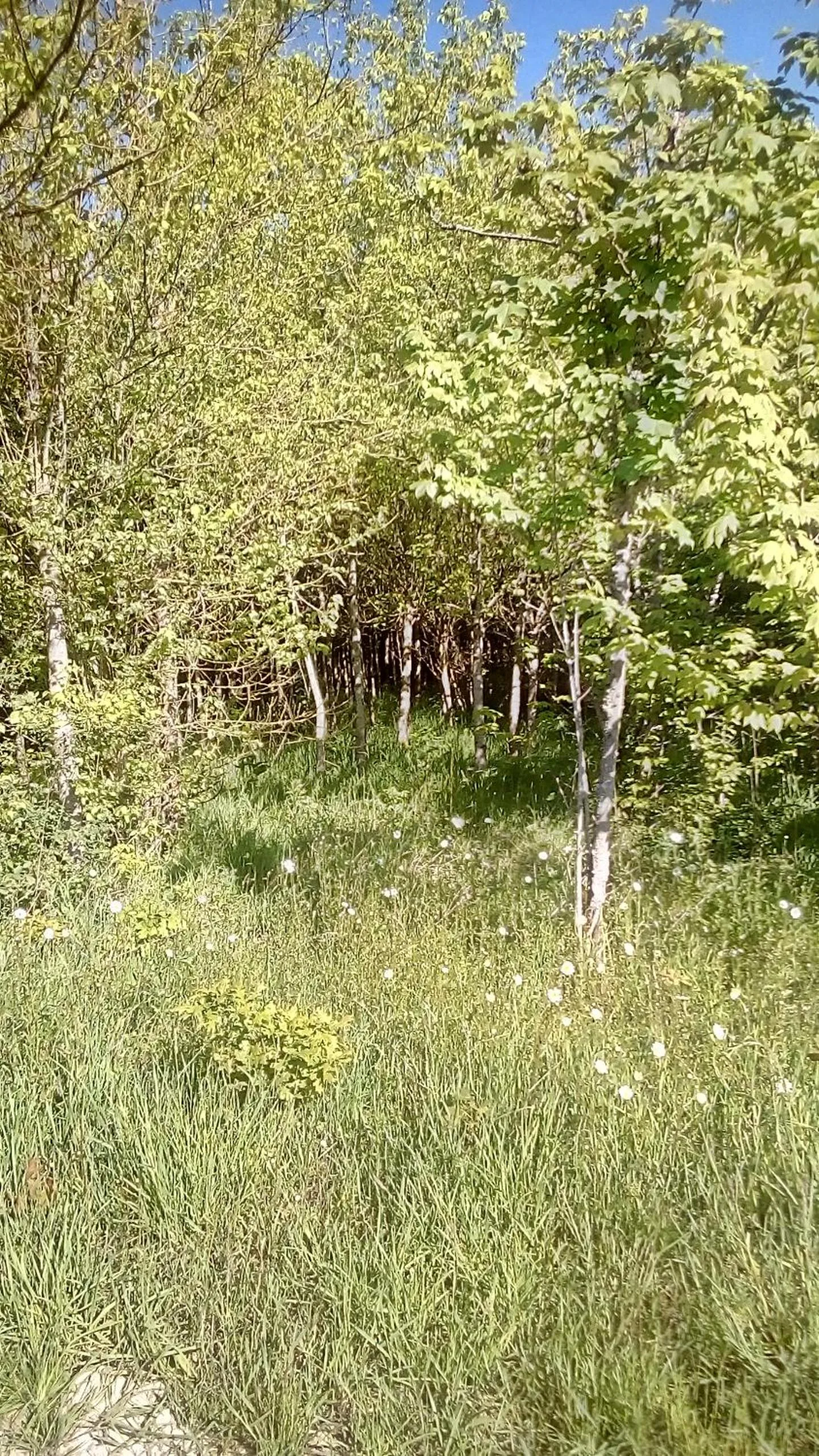 Natural landscape in Domaine de Gentilly